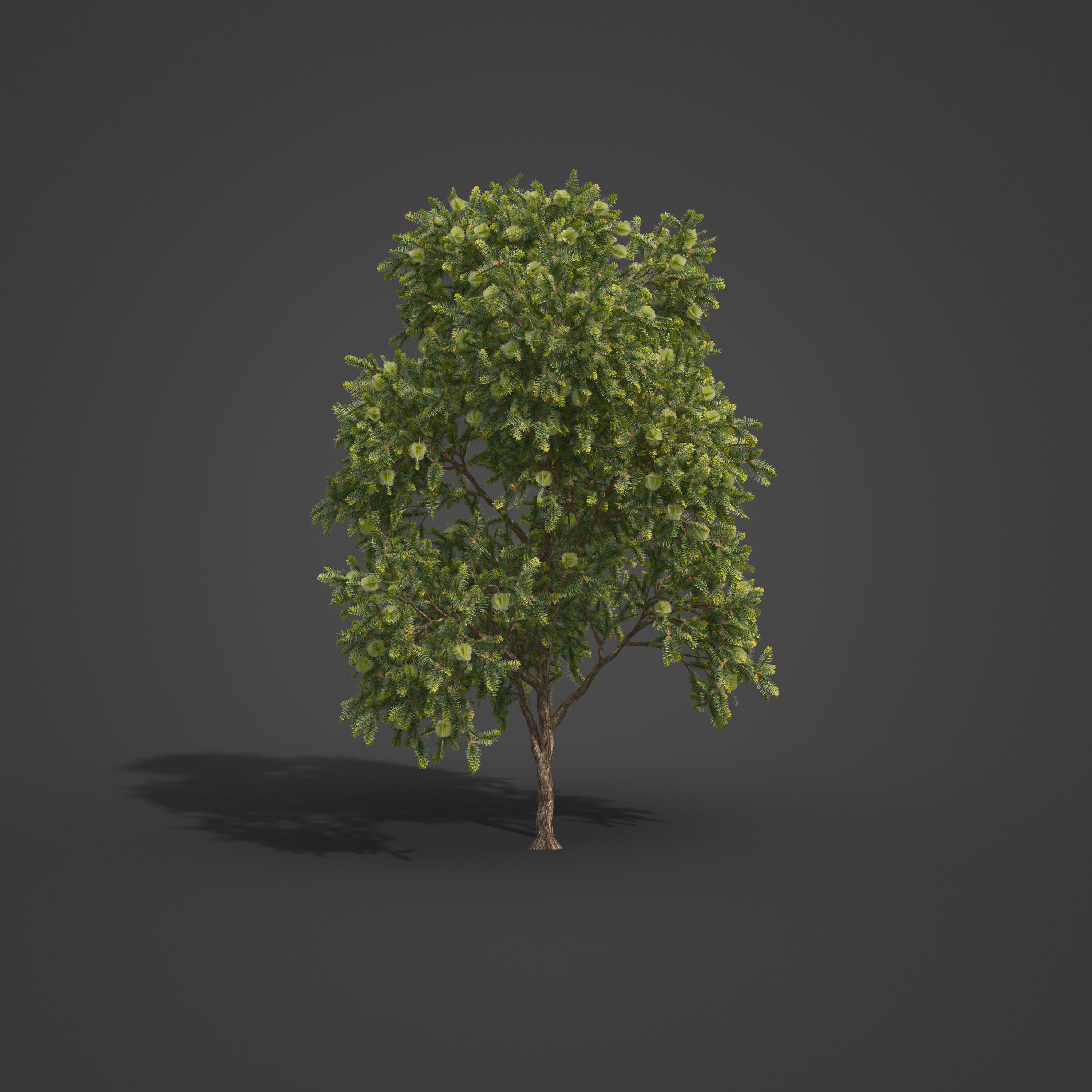 2021 PBR Green Honey Myrtle Collection - Melaleuca Diosmifolia 3D model_5