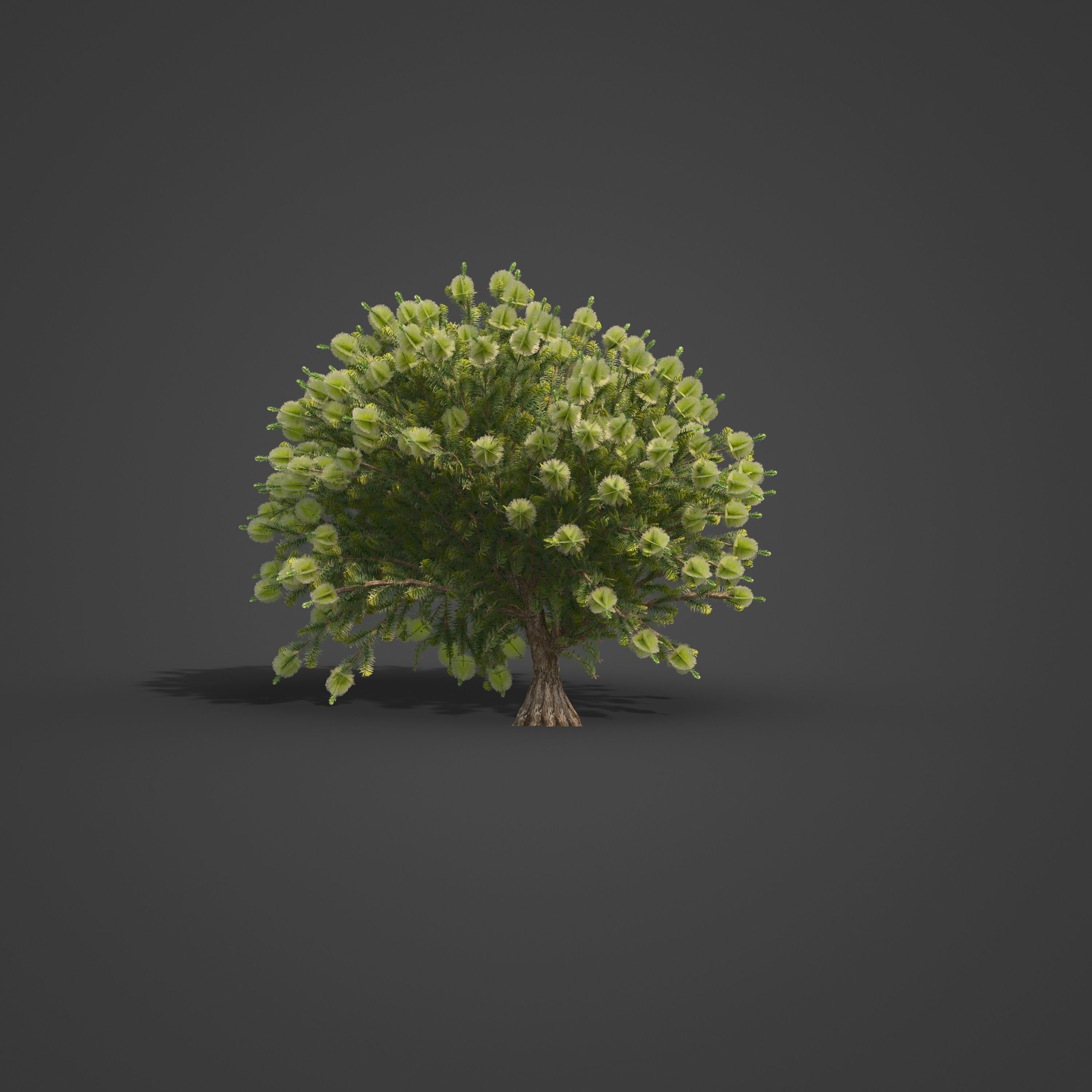 2021 PBR Green Honey Myrtle Collection - Melaleuca Diosmifolia 3D model_3