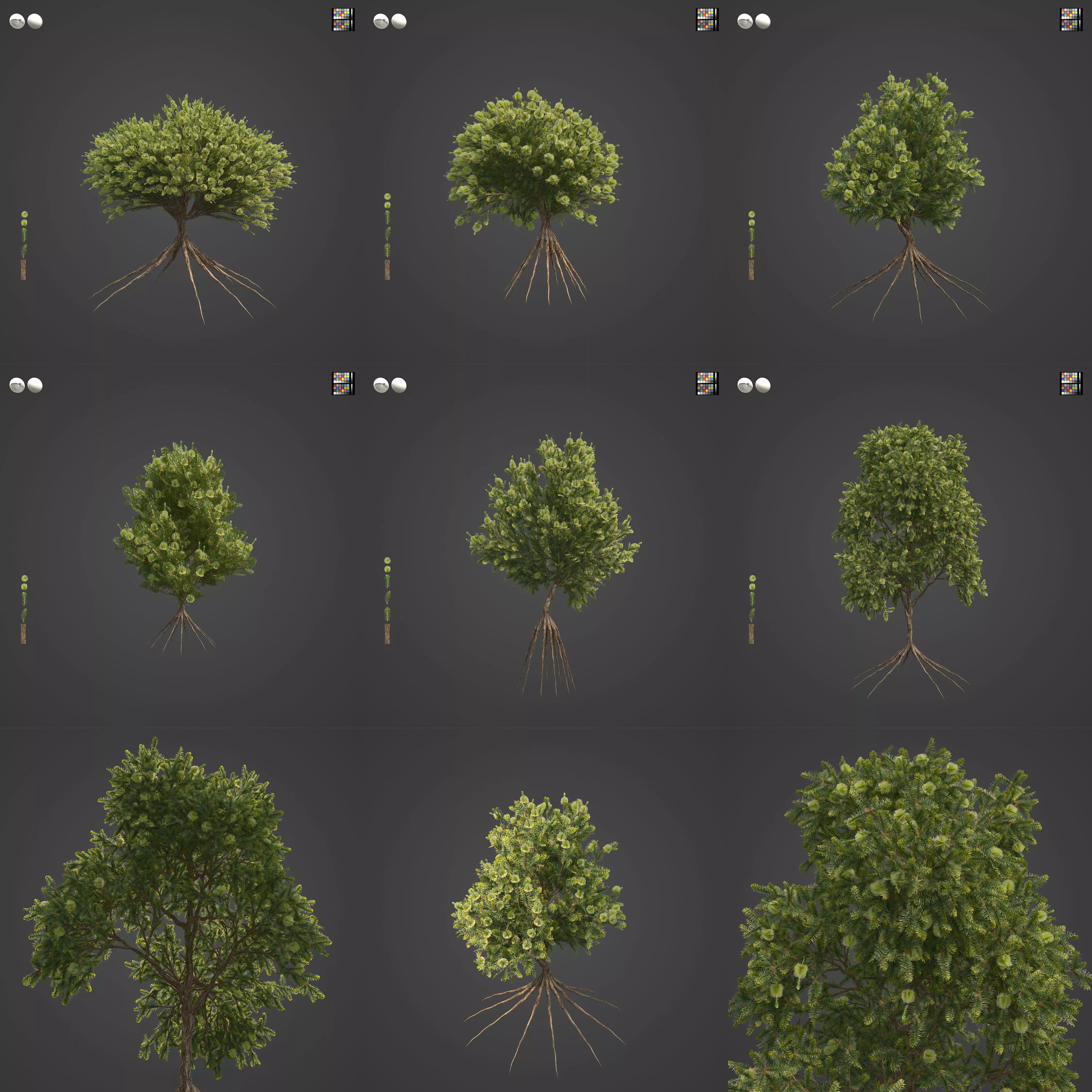 2021 PBR Green Honey Myrtle Collection - Melaleuca Diosmifolia 3D model_0