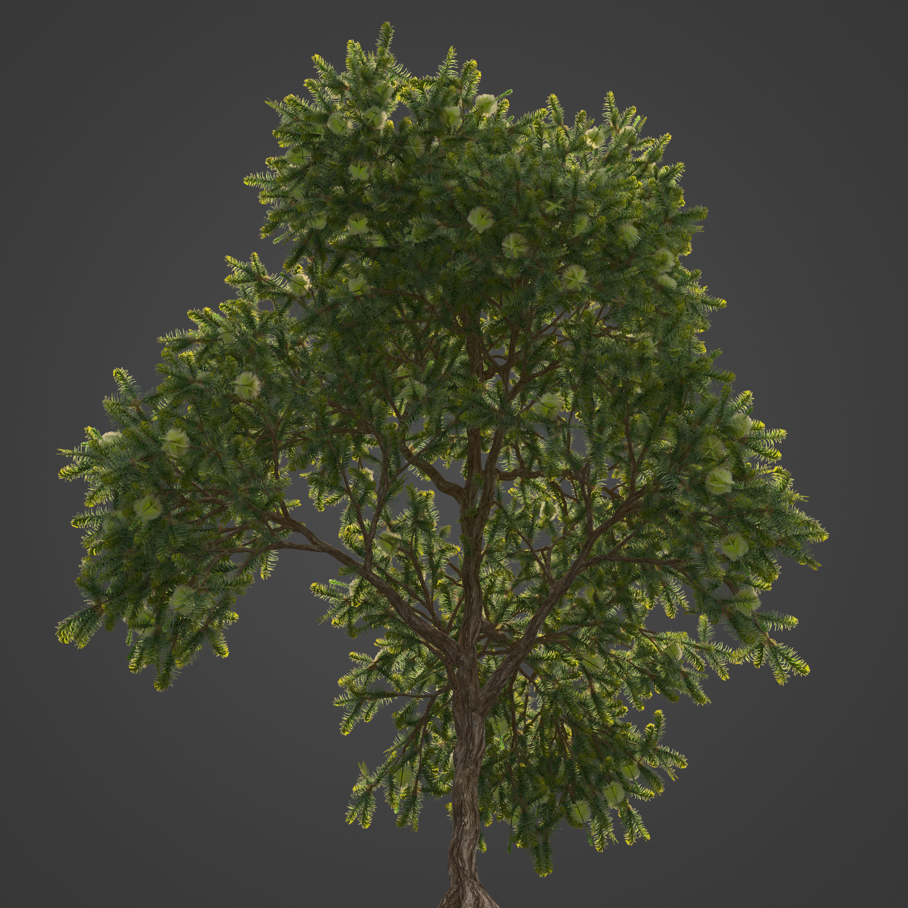 2021 PBR Green Honey Myrtle Collection - Melaleuca Diosmifolia 3D model_6