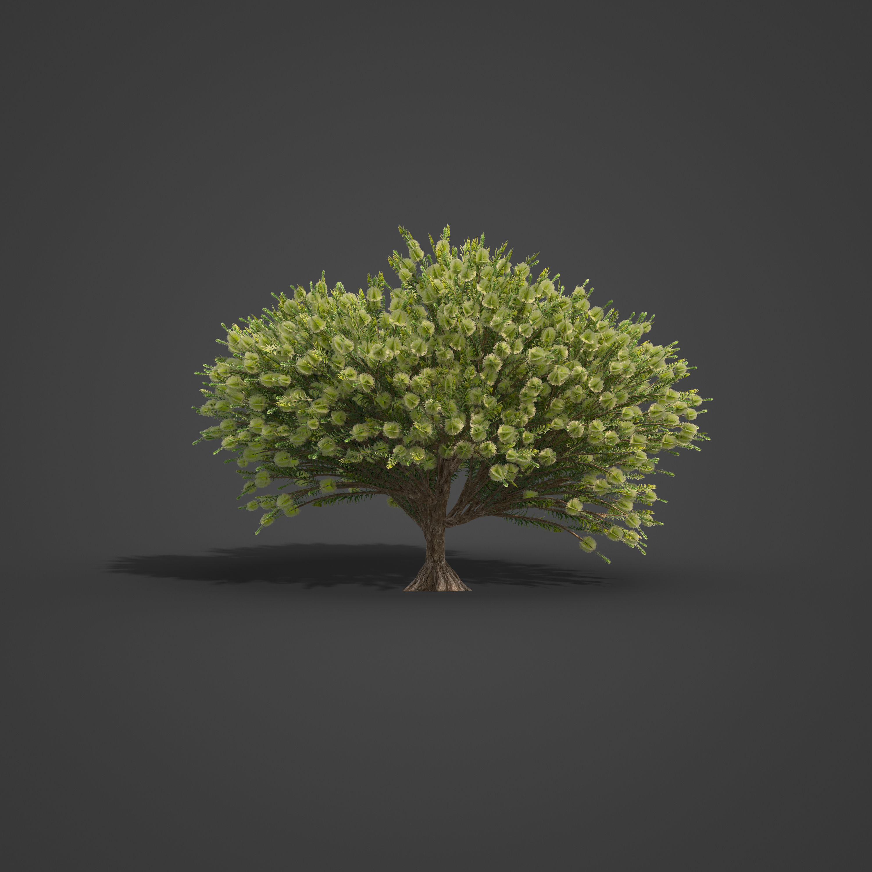 2021 PBR Green Honey Myrtle Collection - Melaleuca Diosmifolia 3D model_2