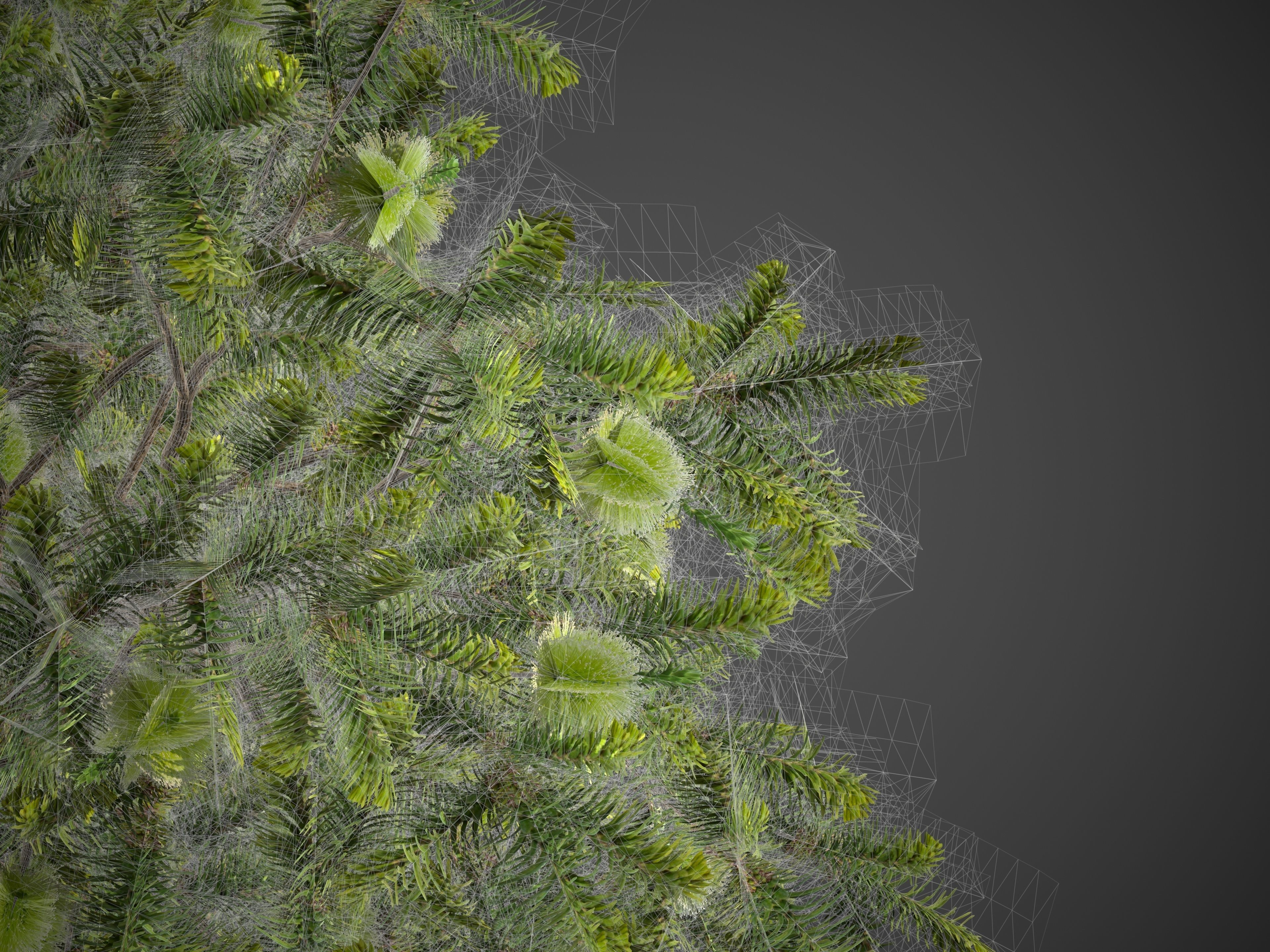 2021 PBR Green Honey Myrtle Collection - Melaleuca Diosmifolia 3D model_8