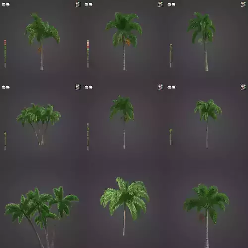 2021 PBR Foxtail Palm Collection - Wodyetia Bifurcata 