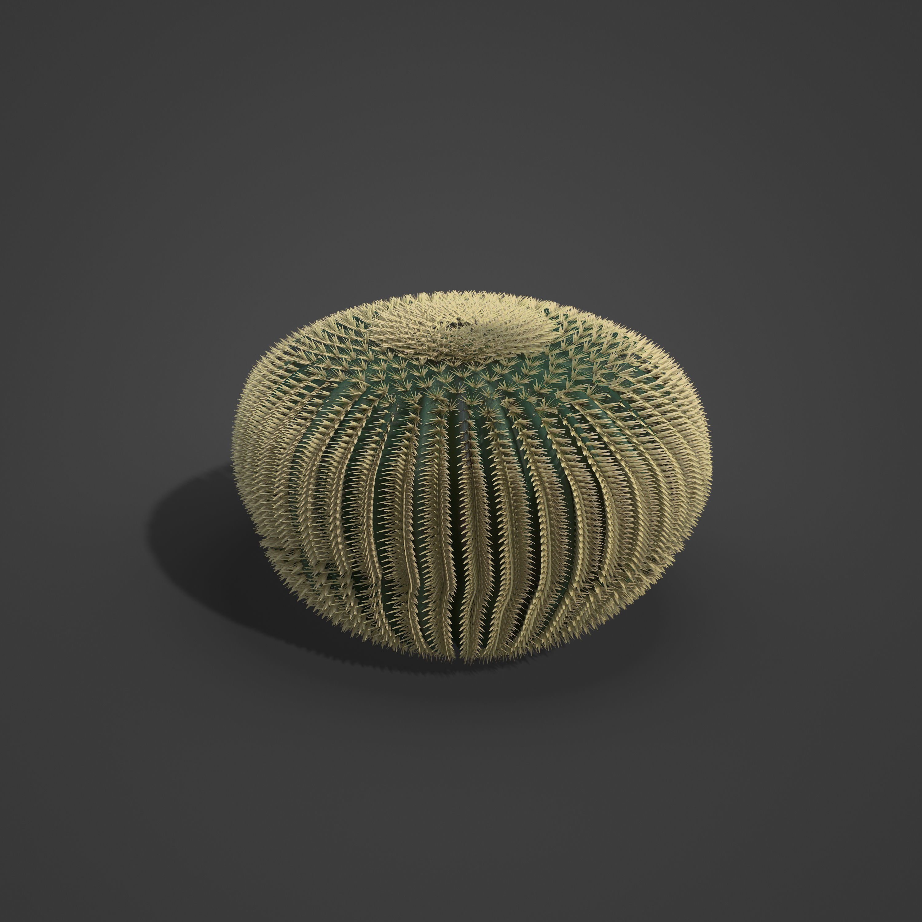 2021 PBR Barrel Cactus Collection - Echinocactus Acanthodes  3D model_4