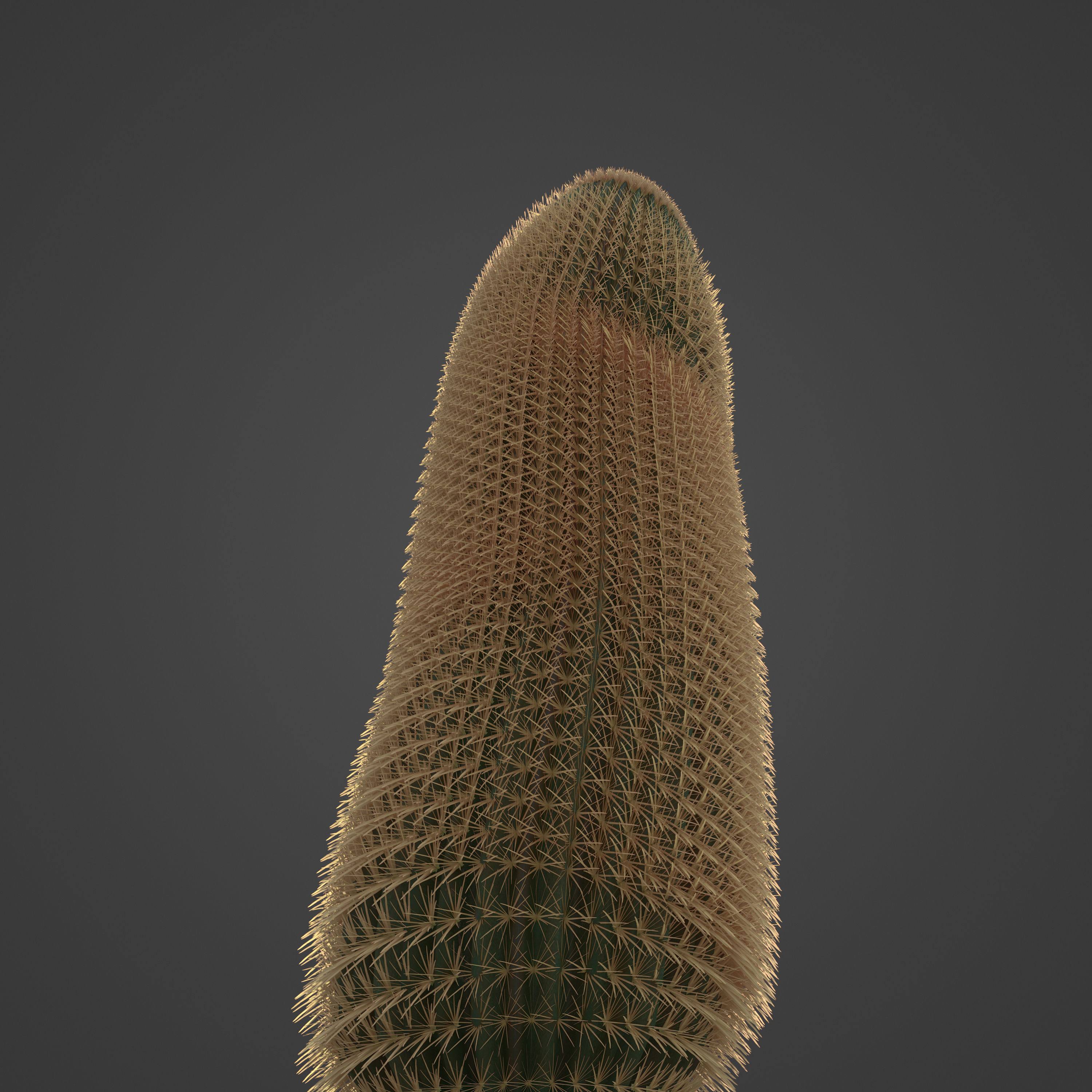 2021 PBR Barrel Cactus Collection - Echinocactus Acanthodes  3D model_5