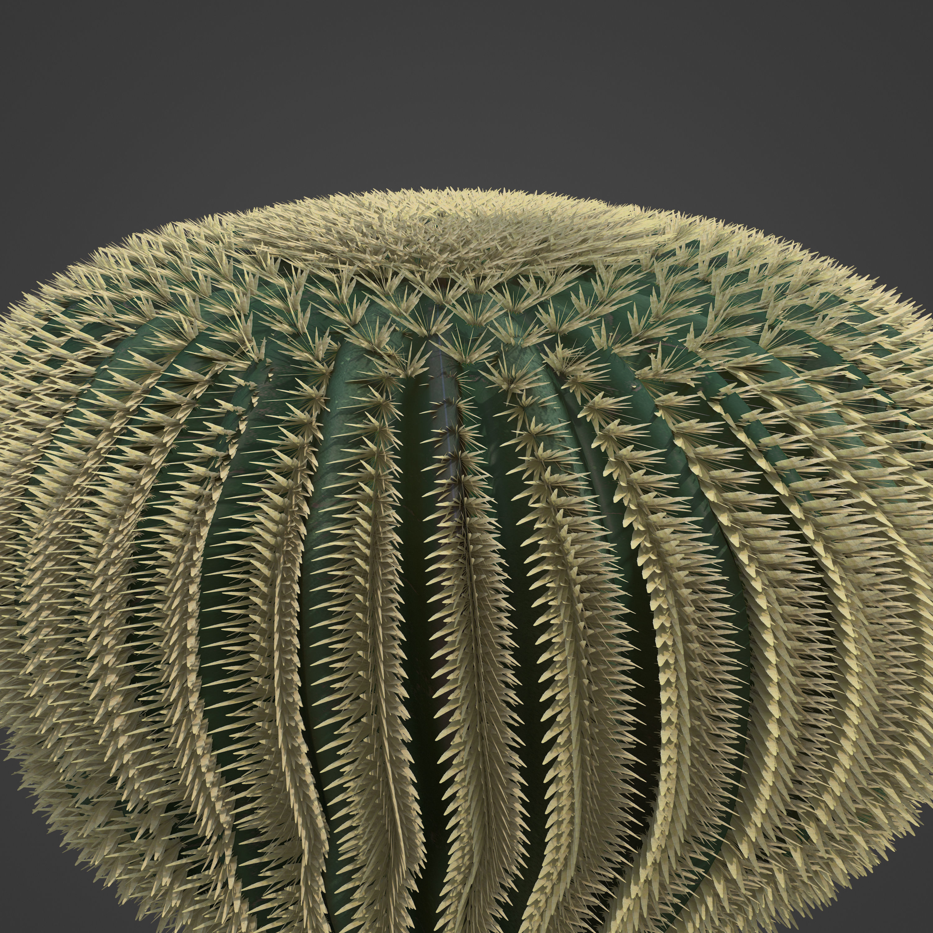 2021 PBR Barrel Cactus Collection - Echinocactus Acanthodes  3D model_6