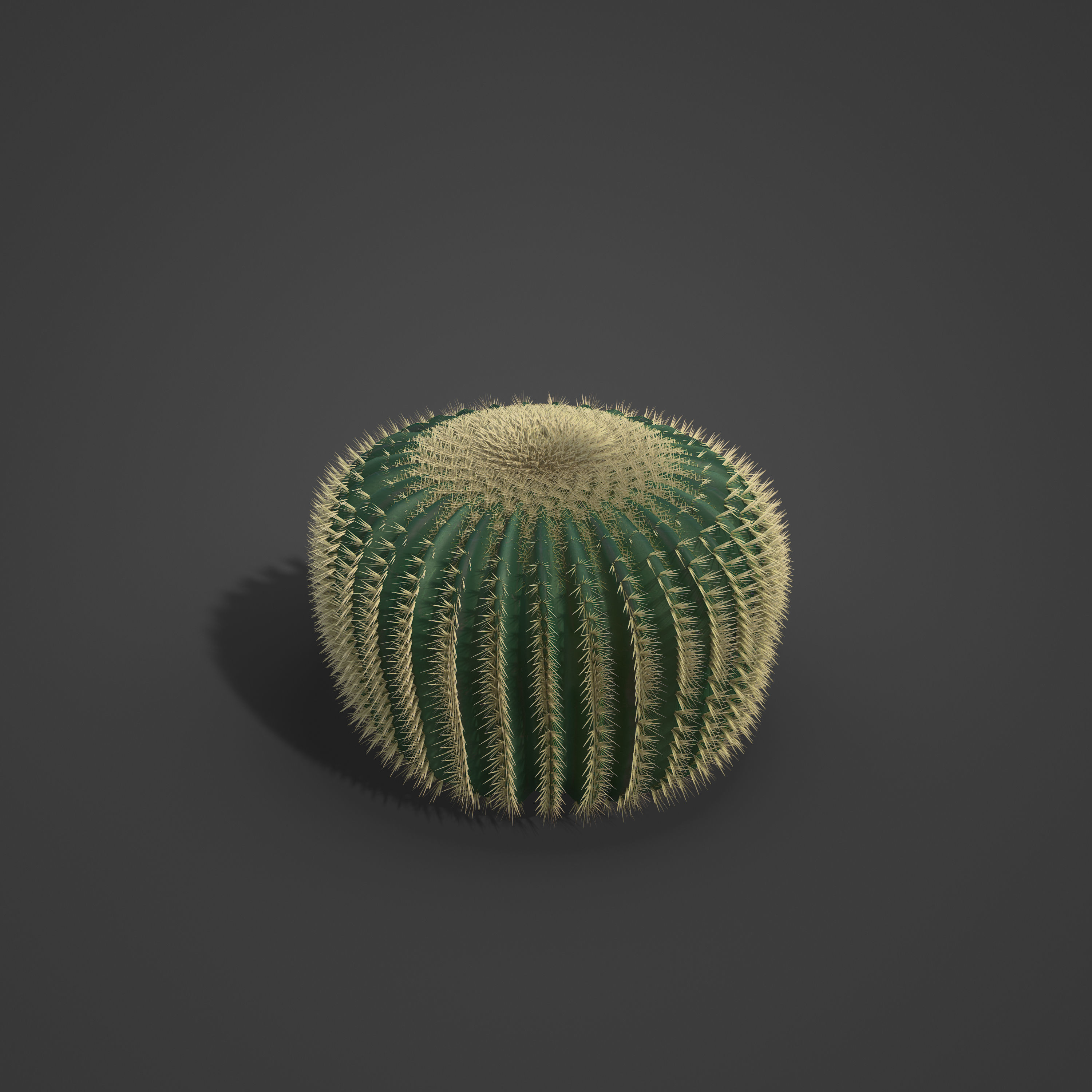 2021 PBR Barrel Cactus Collection - Echinocactus Acanthodes  3D model_2
