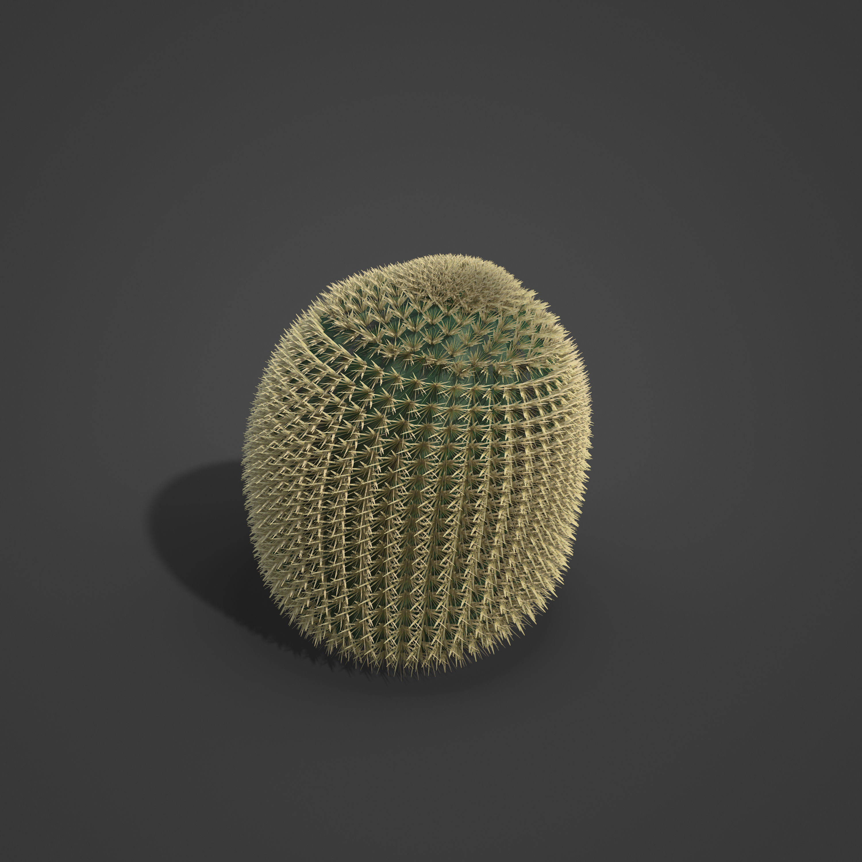 2021 PBR Barrel Cactus Collection - Echinocactus Acanthodes  3D model_3