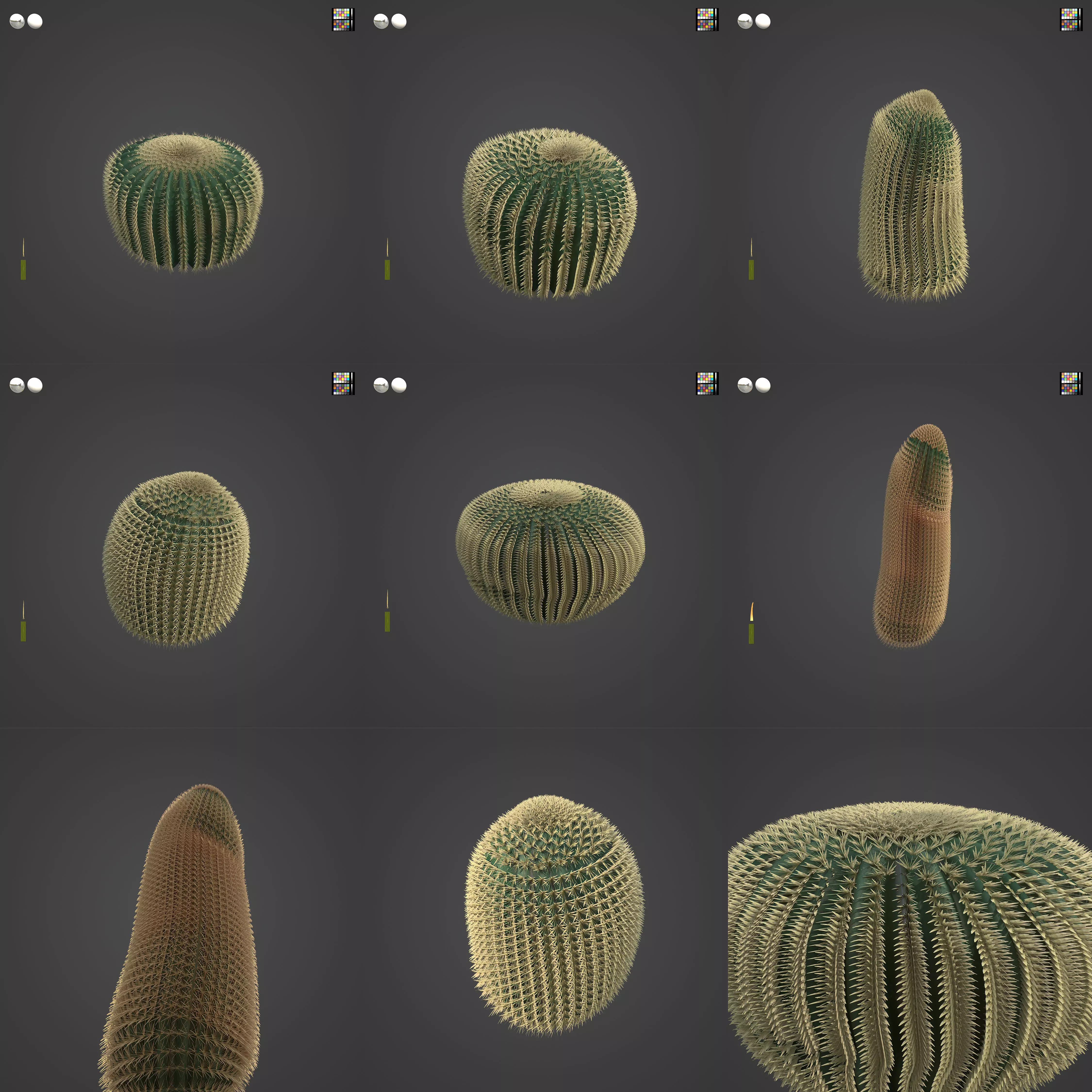 2021 PBR Barrel Cactus Collection - Echinocactus Acanthodes  3D model_0
