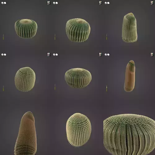 2021 PBR Barrel Cactus Collection - Echinocactus Acanthodes  3D model
