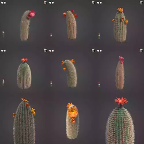 2021 PBR Rainbow Cactus Collection - Echinocereus Dasyacanthus 