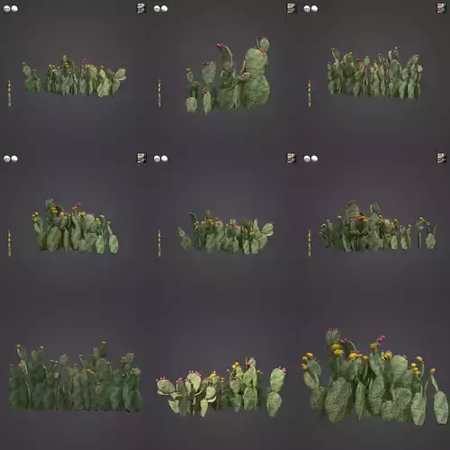 2021 PBR Prickly Pear Collection - Opuntia Engelmannii 
