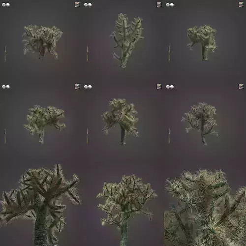 2021 PBR Jumping Cholla Collection - Opuntia Fulgida 