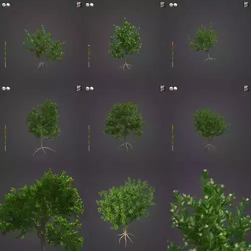 2021 PBR Strawberry Guava Collection - Psidium Littorale 