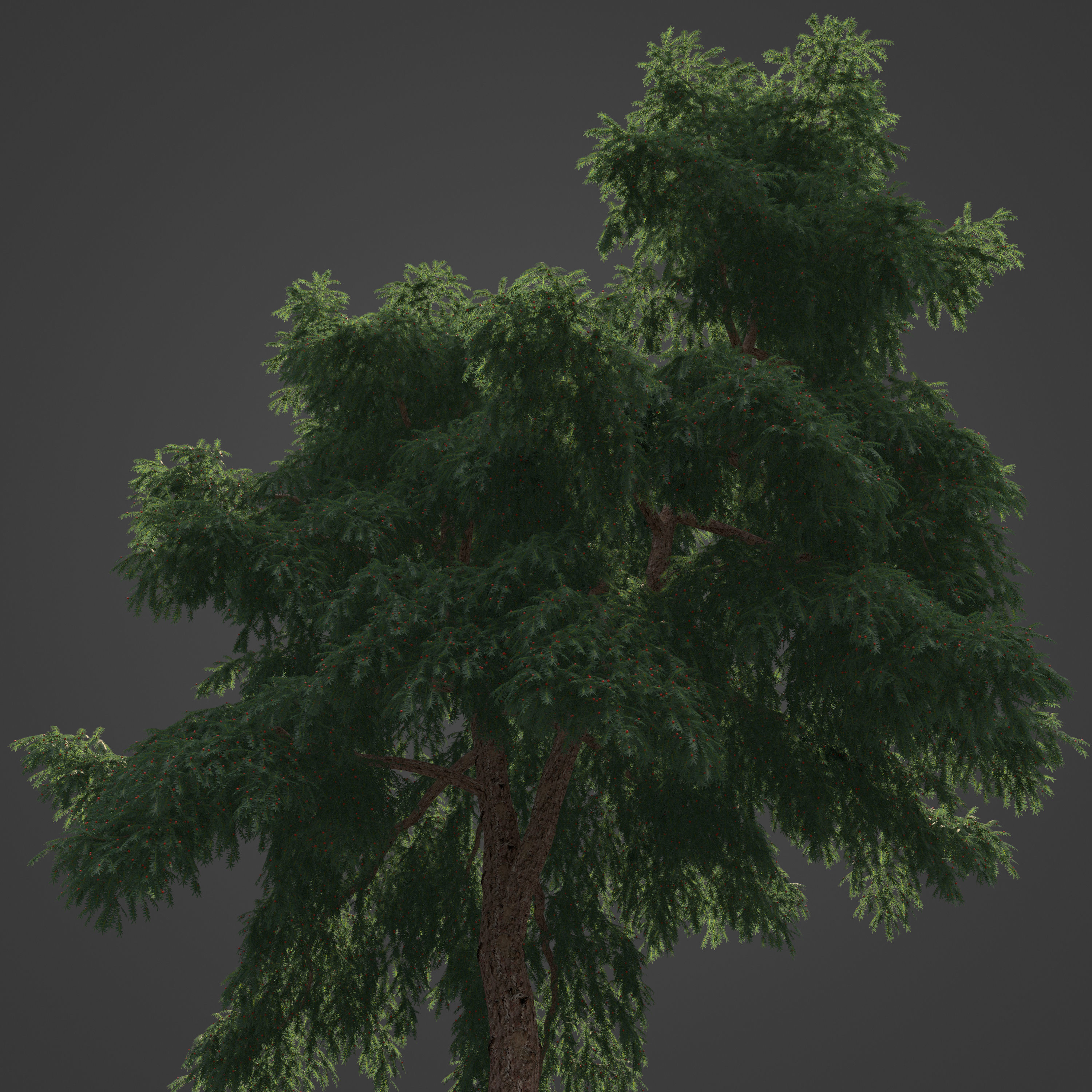 2021 PBR Pacific Yew Collection - Taxus Brevifolia 3D model_6