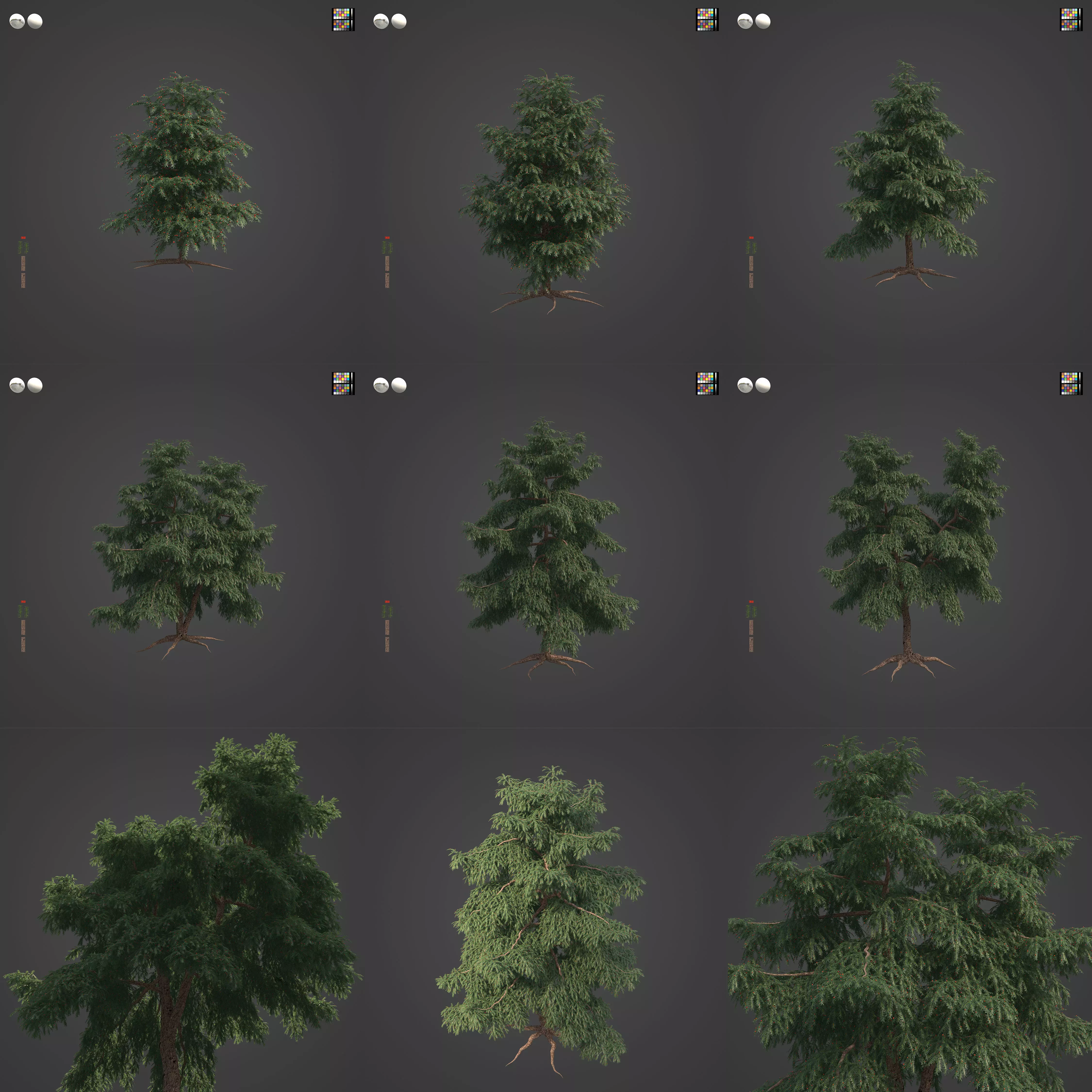 2021 PBR Pacific Yew Collection - Taxus Brevifolia 3D model_0