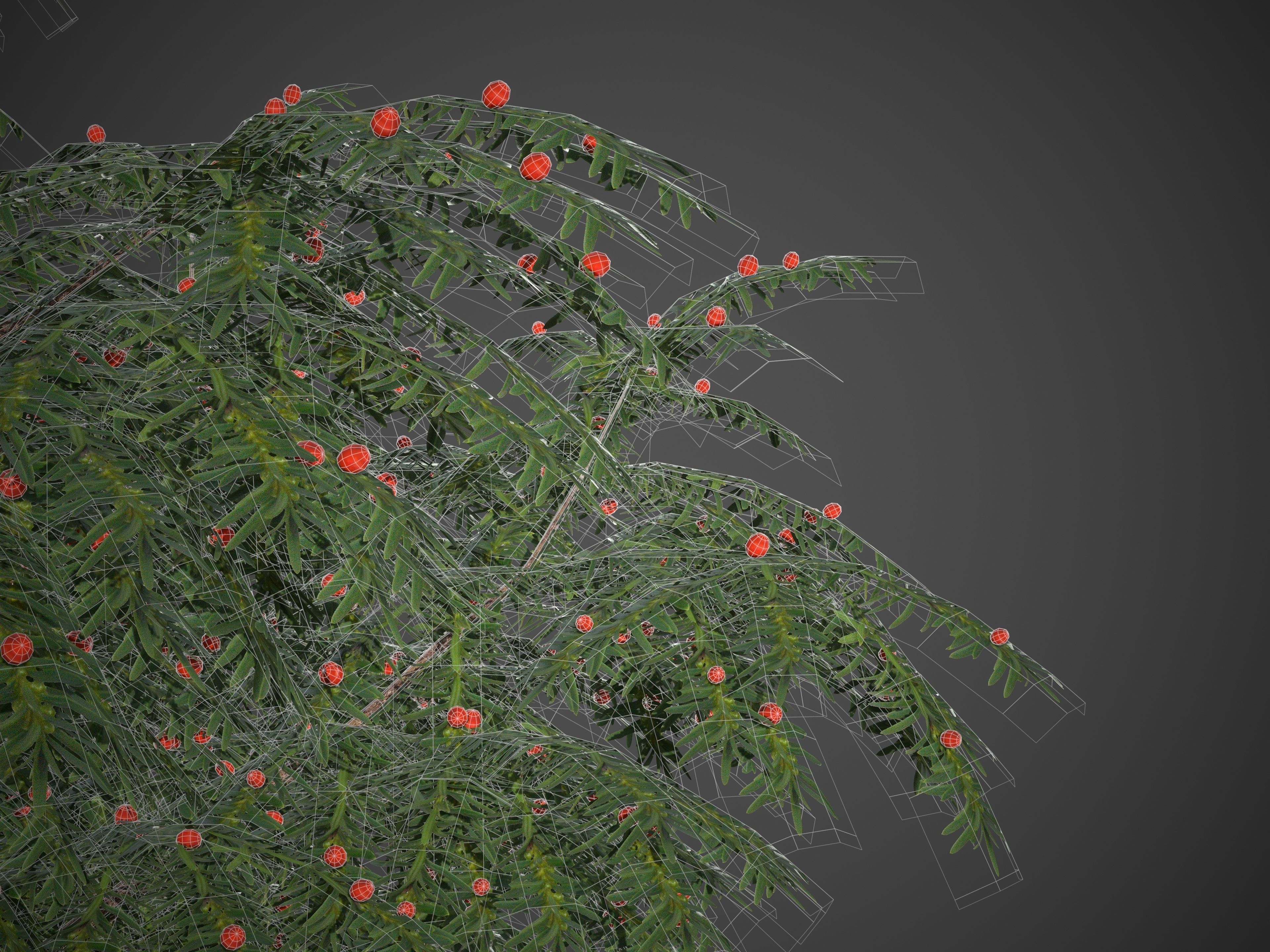 2021 PBR Pacific Yew Collection - Taxus Brevifolia 3D model_9