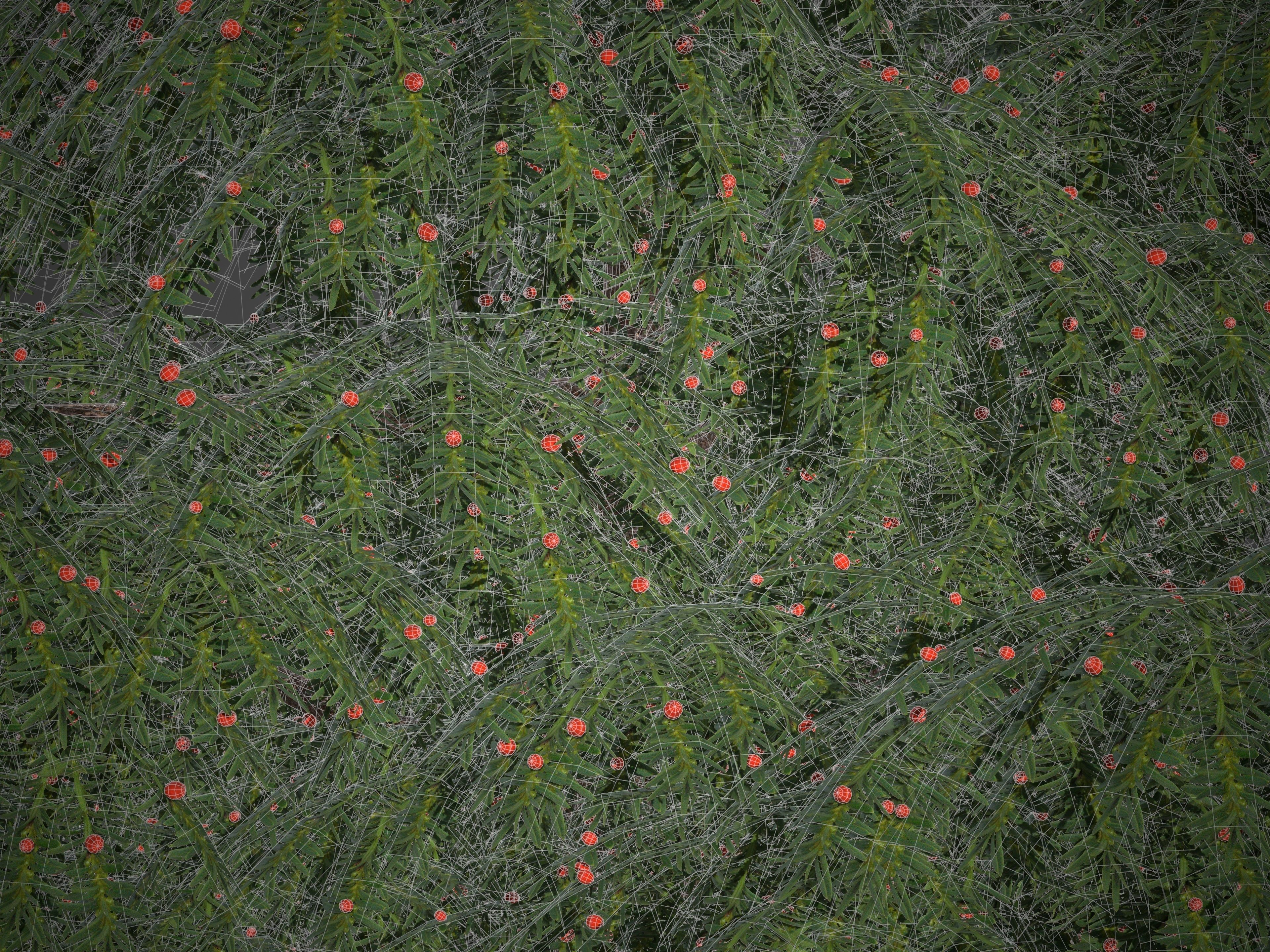 2021 PBR Pacific Yew Collection - Taxus Brevifolia 3D model_8