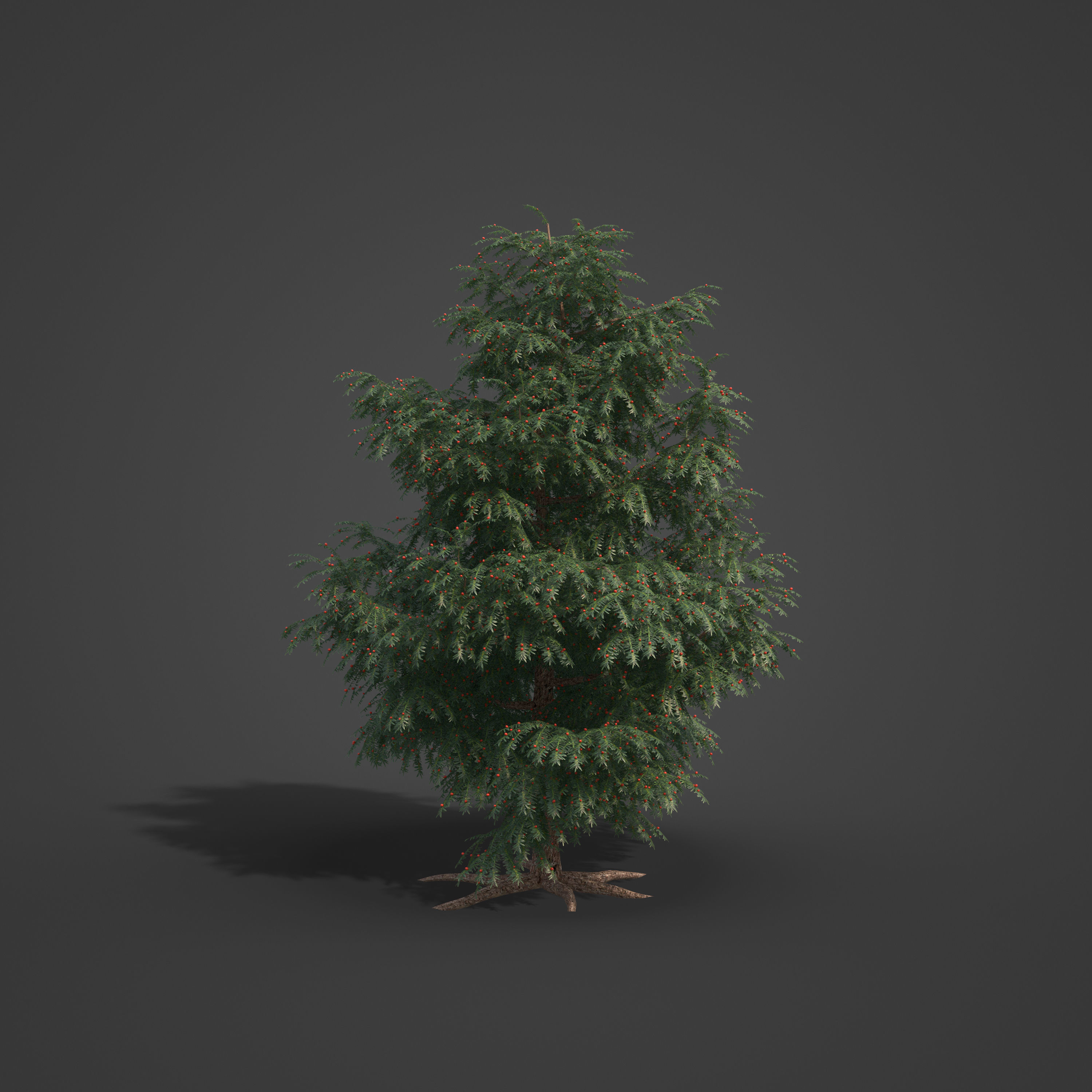 2021 PBR Pacific Yew Collection - Taxus Brevifolia 3D model_2
