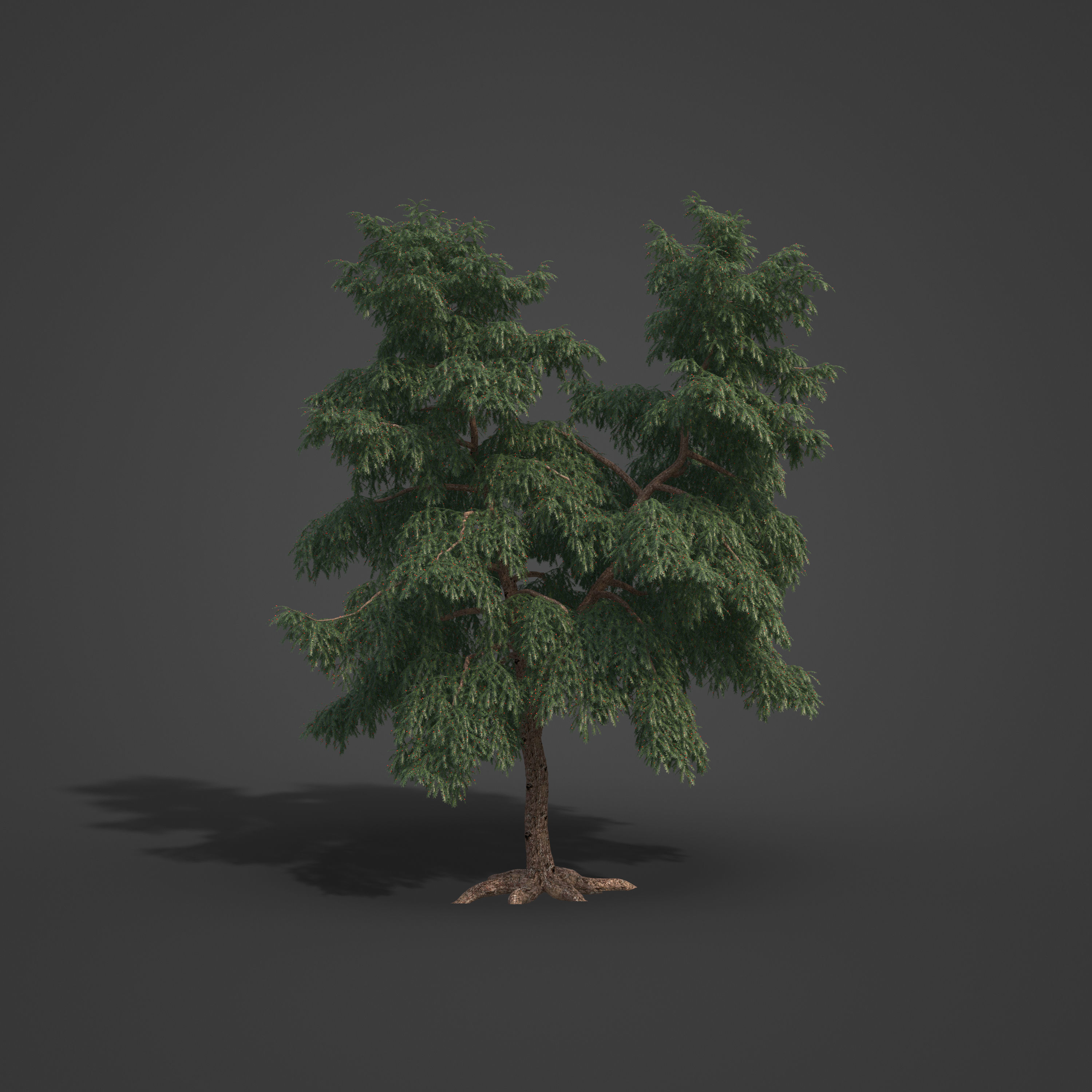 2021 PBR Pacific Yew Collection - Taxus Brevifolia 3D model_5