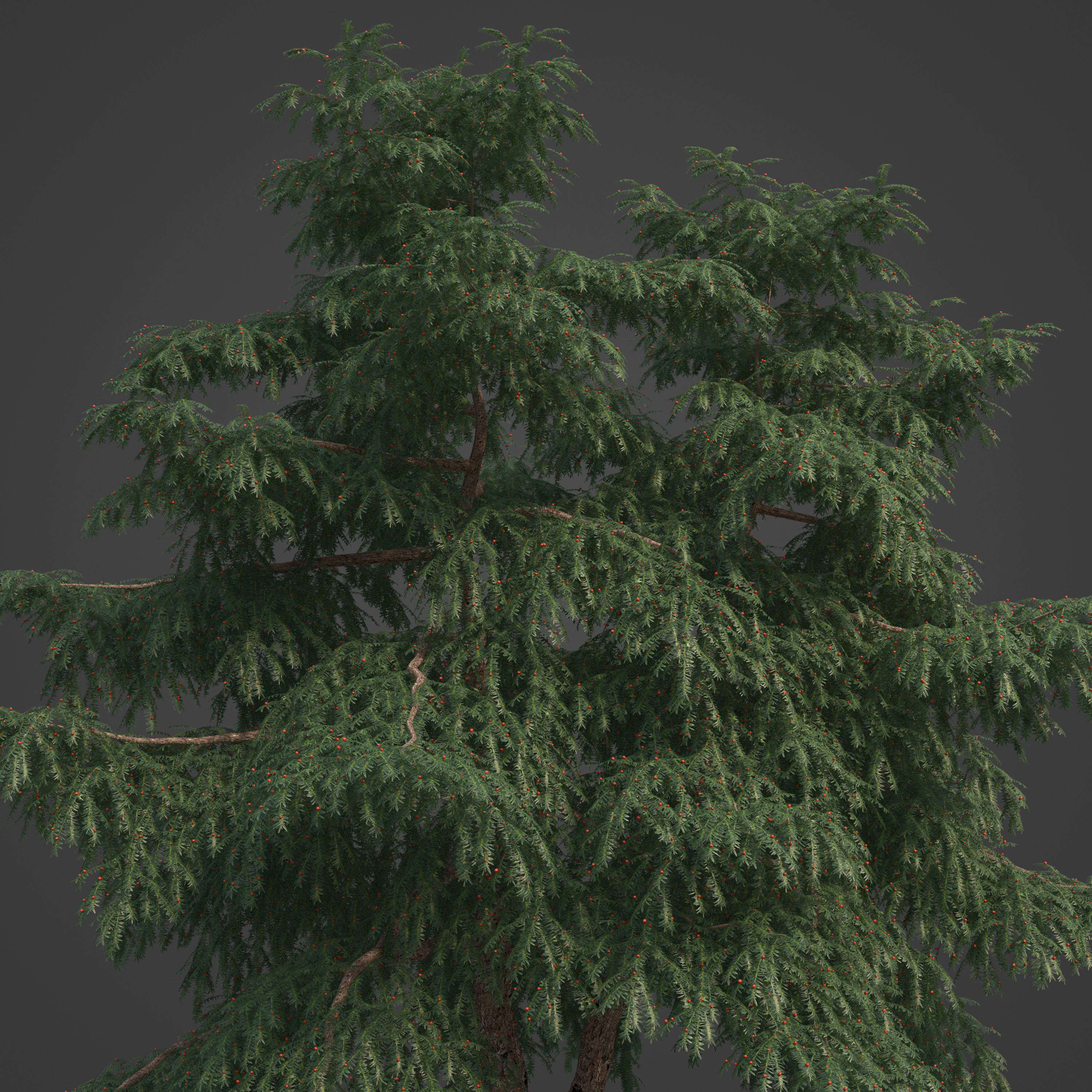2021 PBR Pacific Yew Collection - Taxus Brevifolia 3D model_7