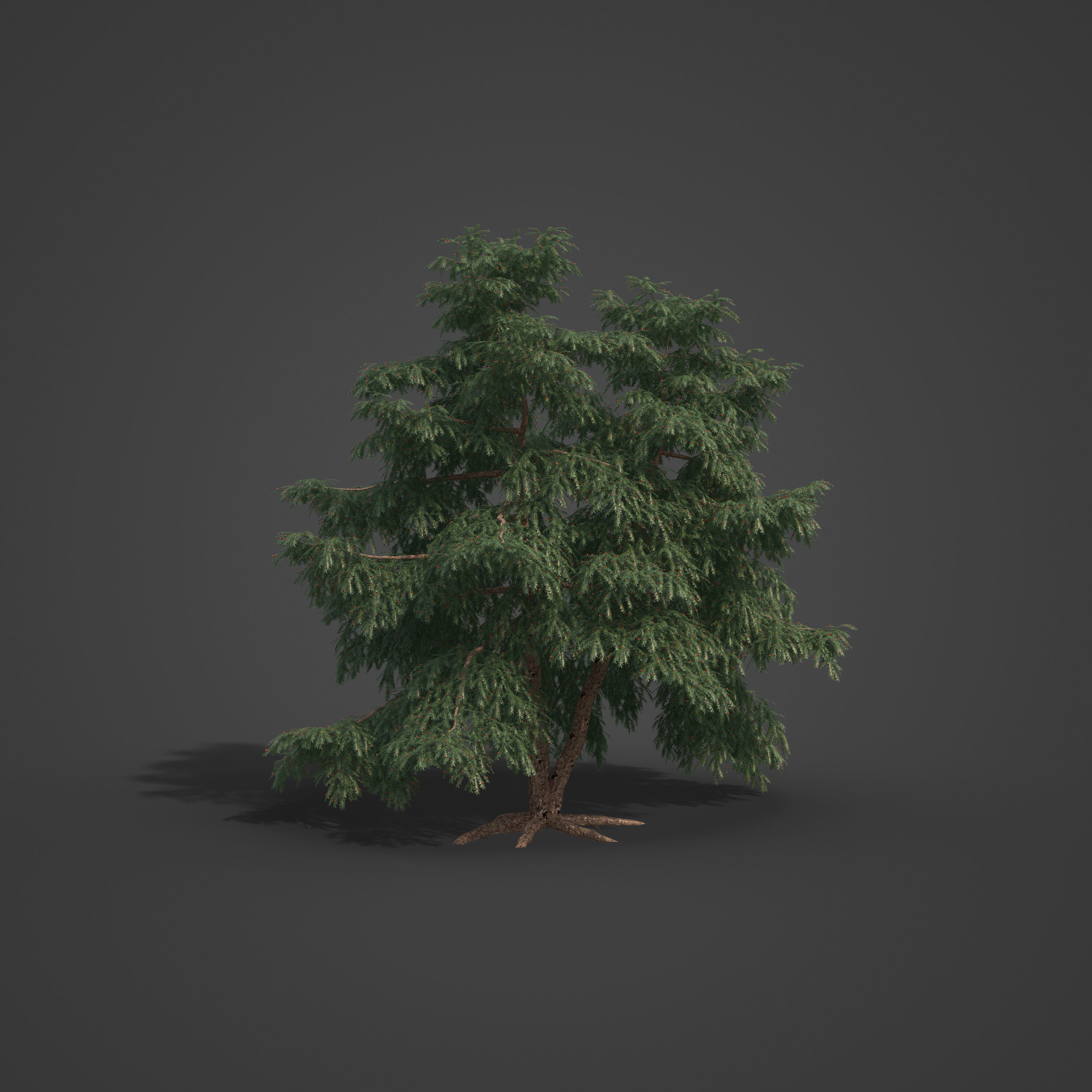 2021 PBR Pacific Yew Collection - Taxus Brevifolia 3D model_3