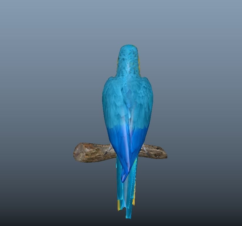 Blue and Gold Macaw Parrot  Low-poly 3D model_4