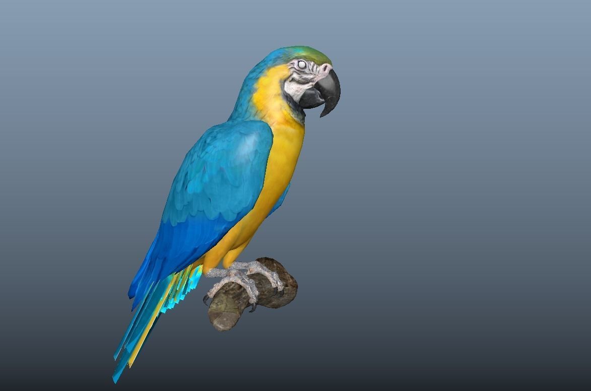Blue and Gold Macaw Parrot  Low-poly 3D model_1