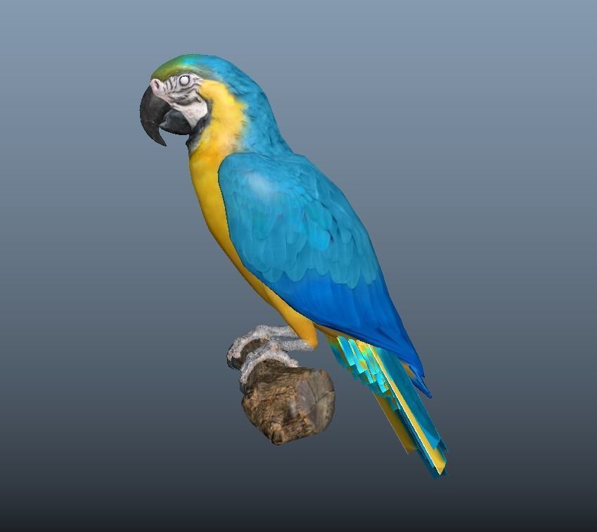 Blue and Gold Macaw Parrot  Low-poly 3D model_3