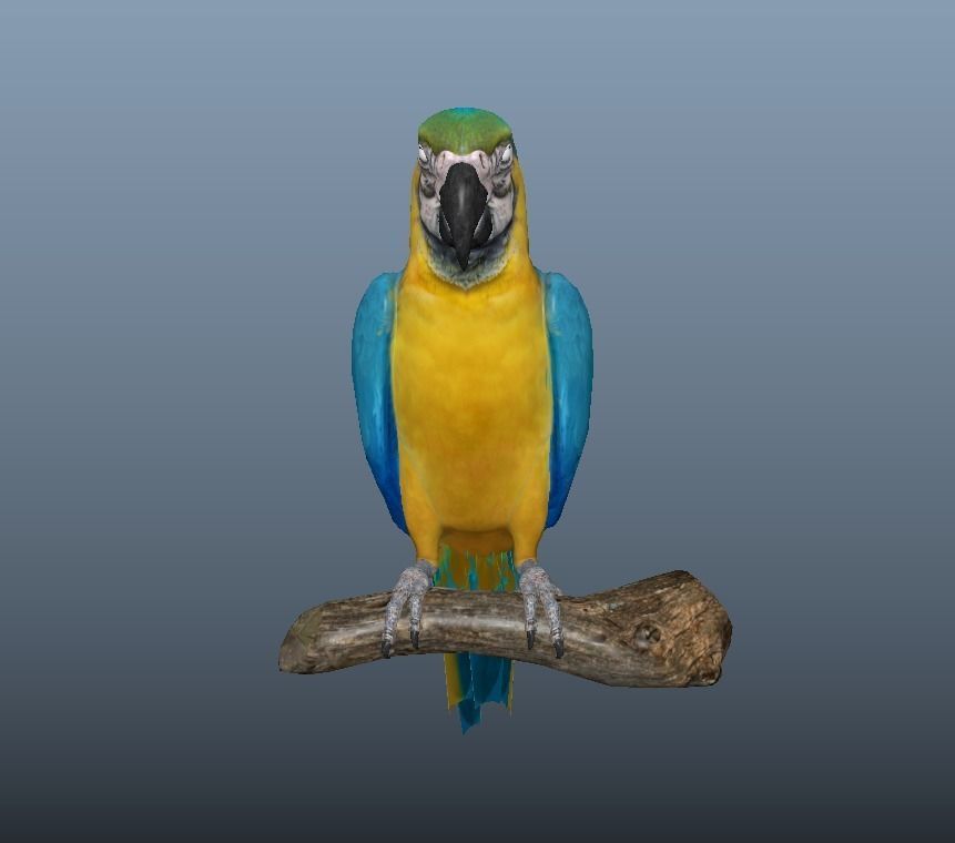 Blue and Gold Macaw Parrot  Low-poly 3D model_2