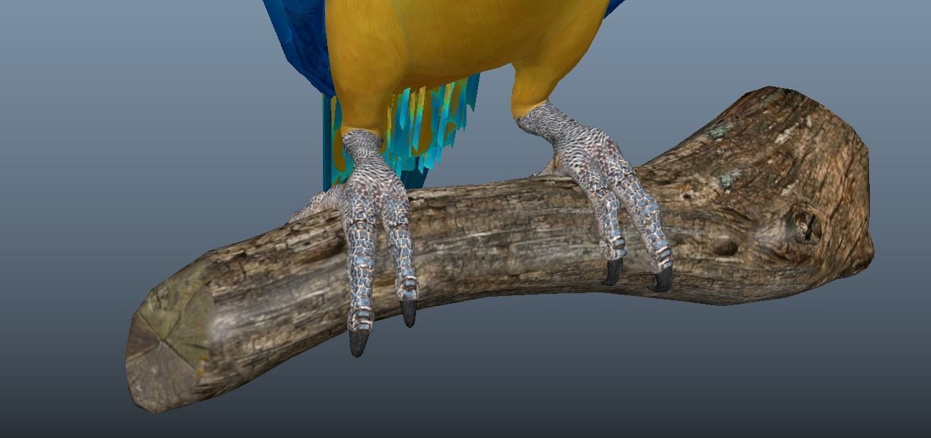 Blue and Gold Macaw Parrot  Low-poly 3D model_5