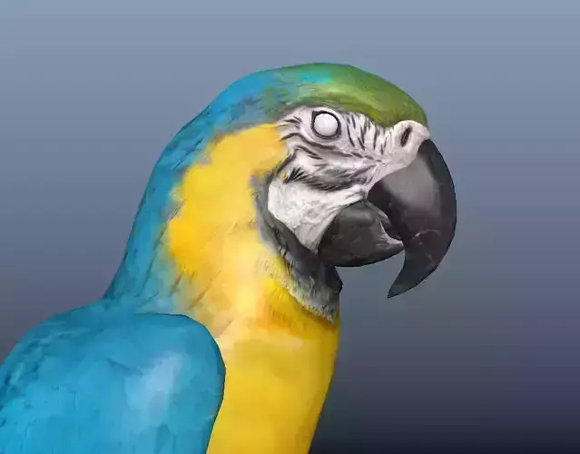 Blue and Gold Macaw Parrot  Low-poly 3D model