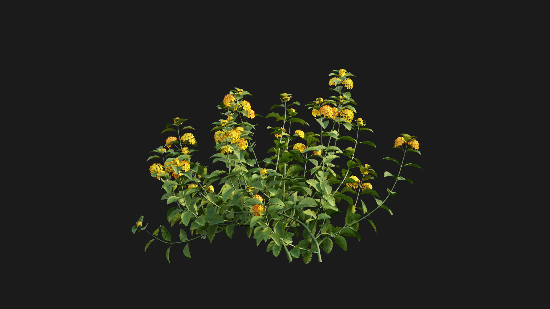 Lantana camara 3D model_6