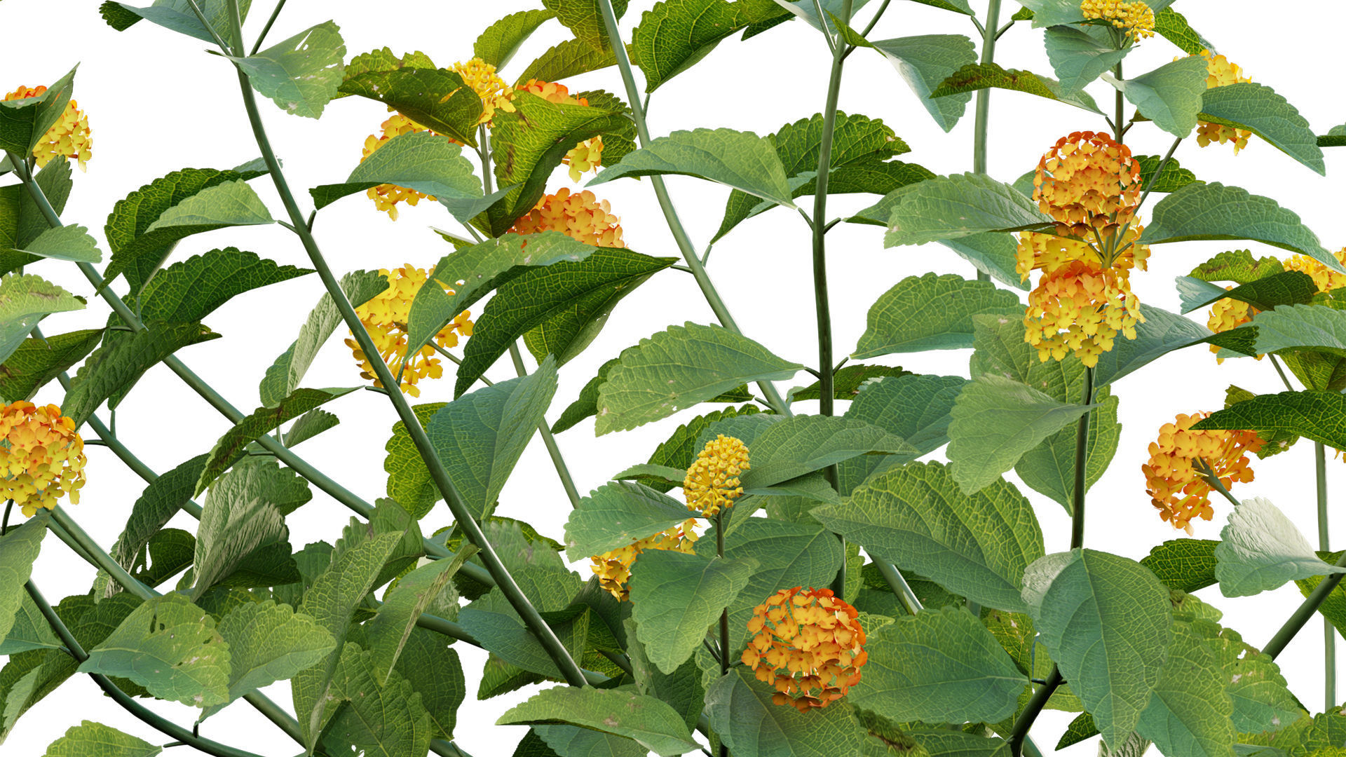 Lantana camara 3D model_2