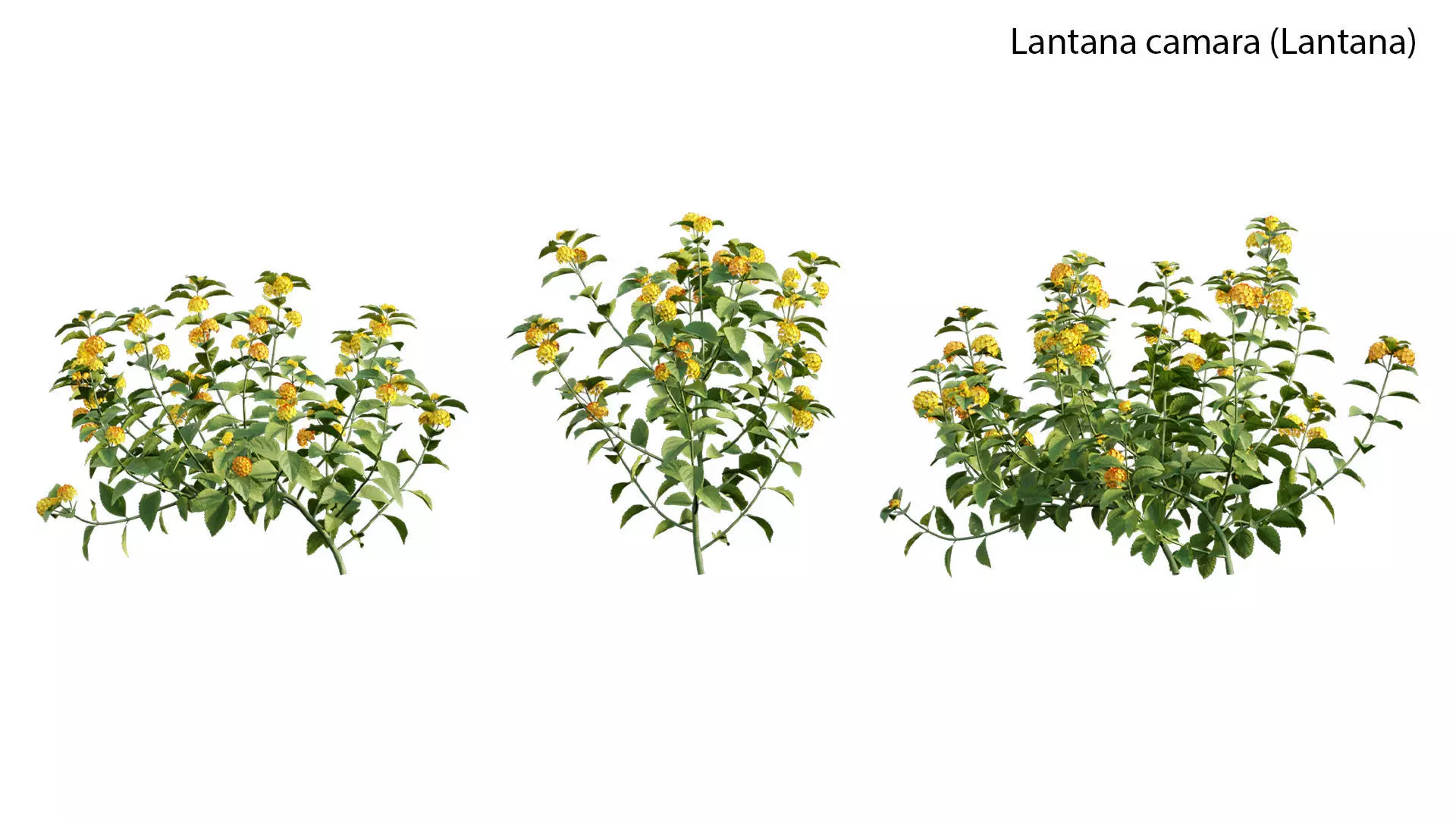 Lantana camara 3D model_0