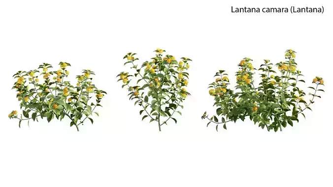 Lantana camara