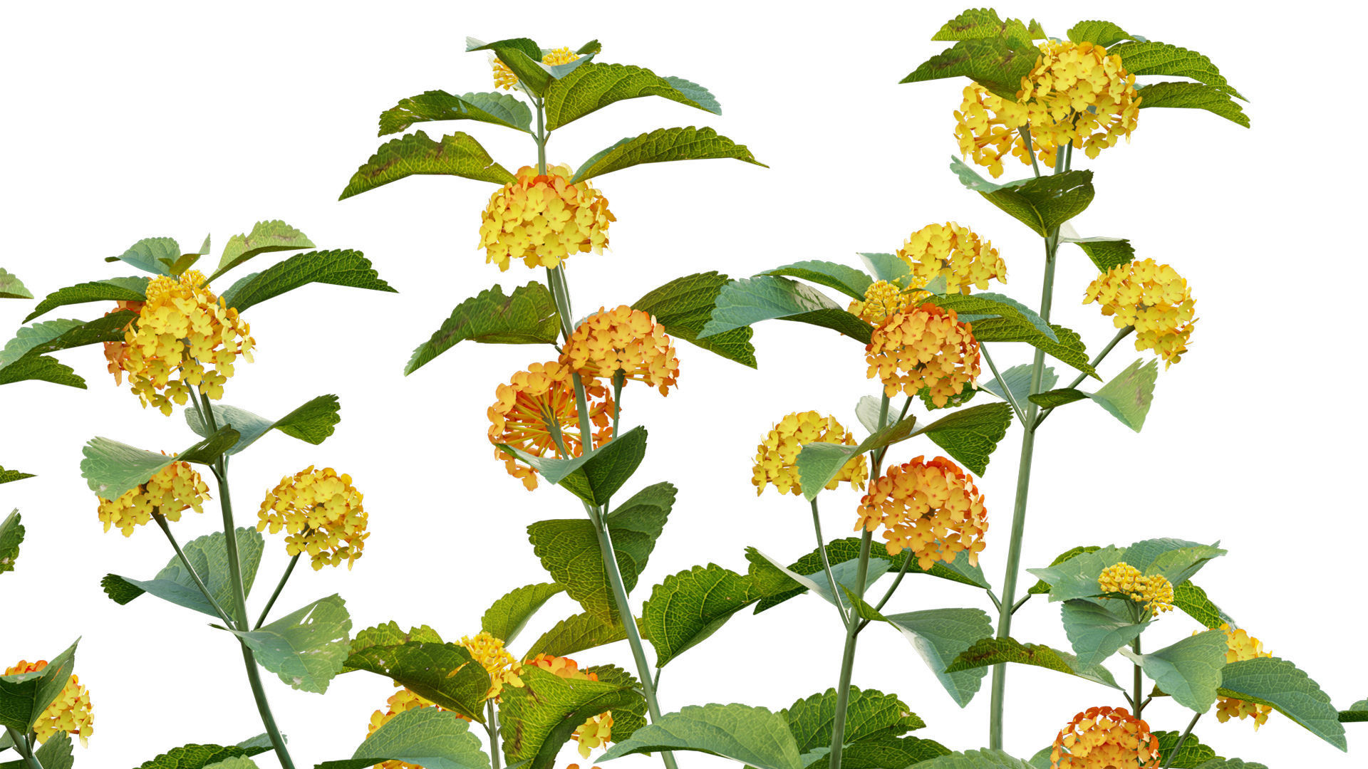 Lantana camara 3D model_1