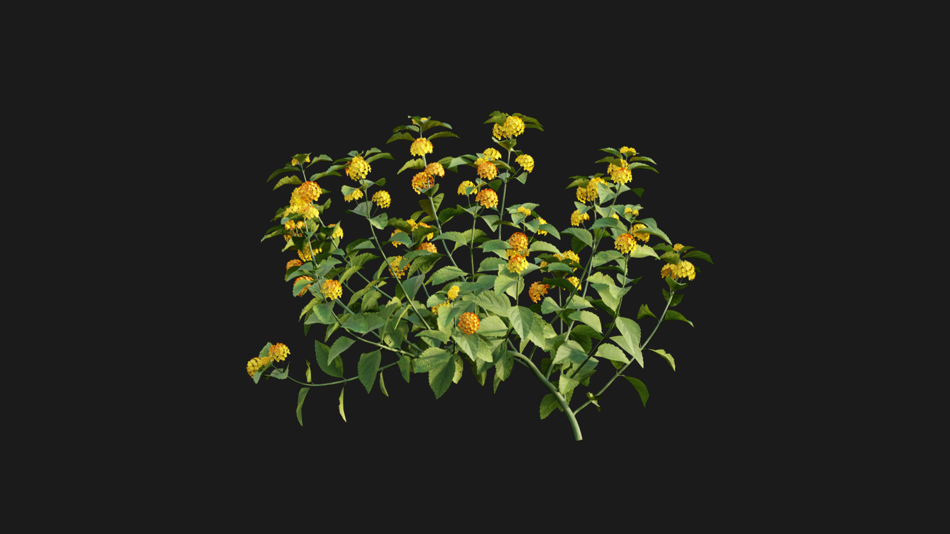Lantana camara 3D model_4