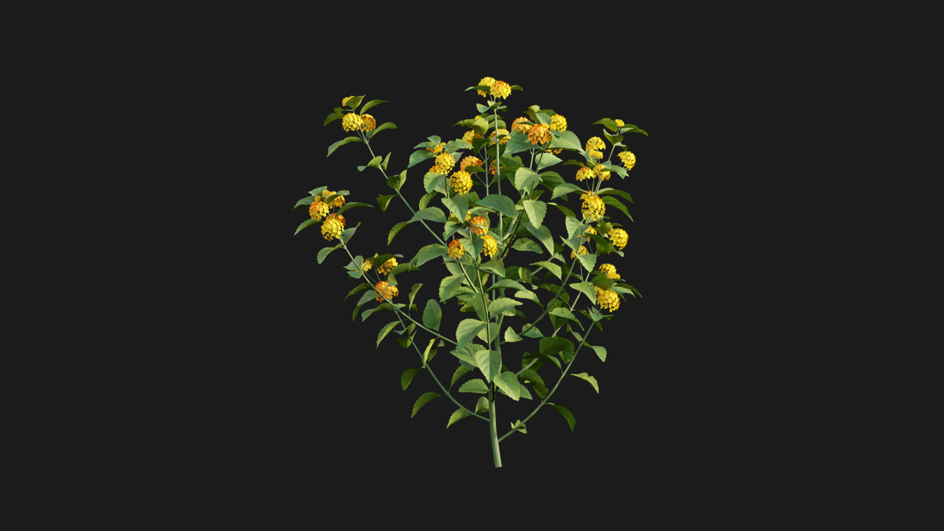 Lantana camara 3D model_5