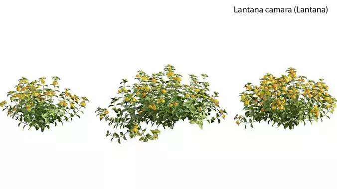 Lantana camara 02