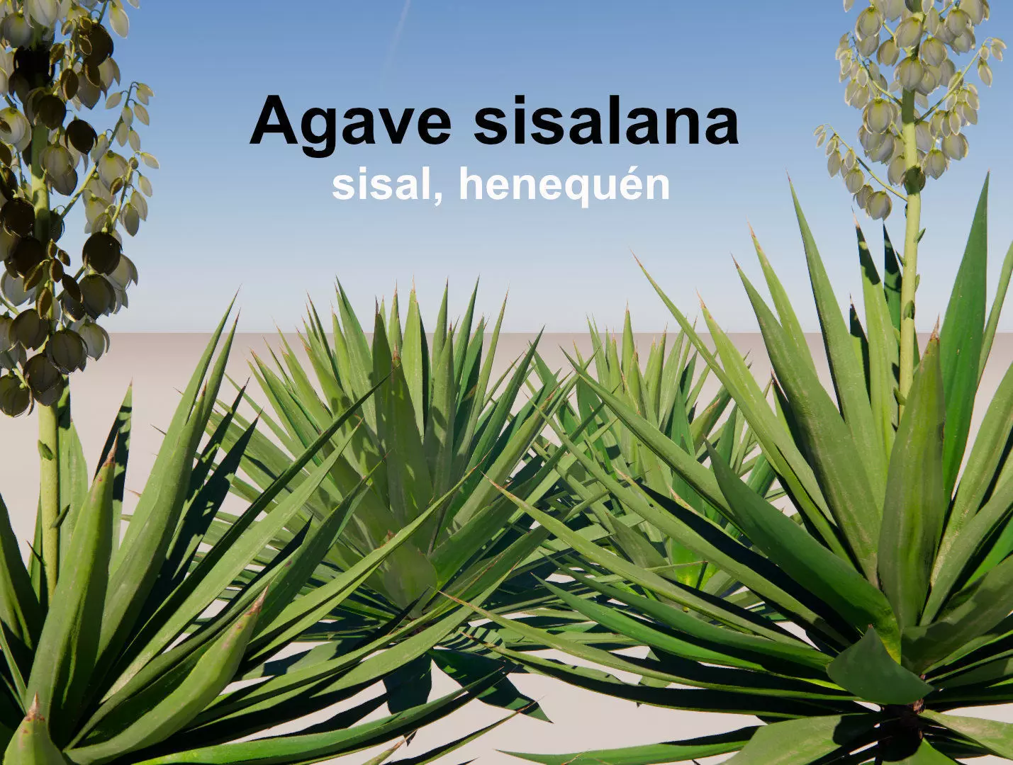 Agave sisalana 3D model