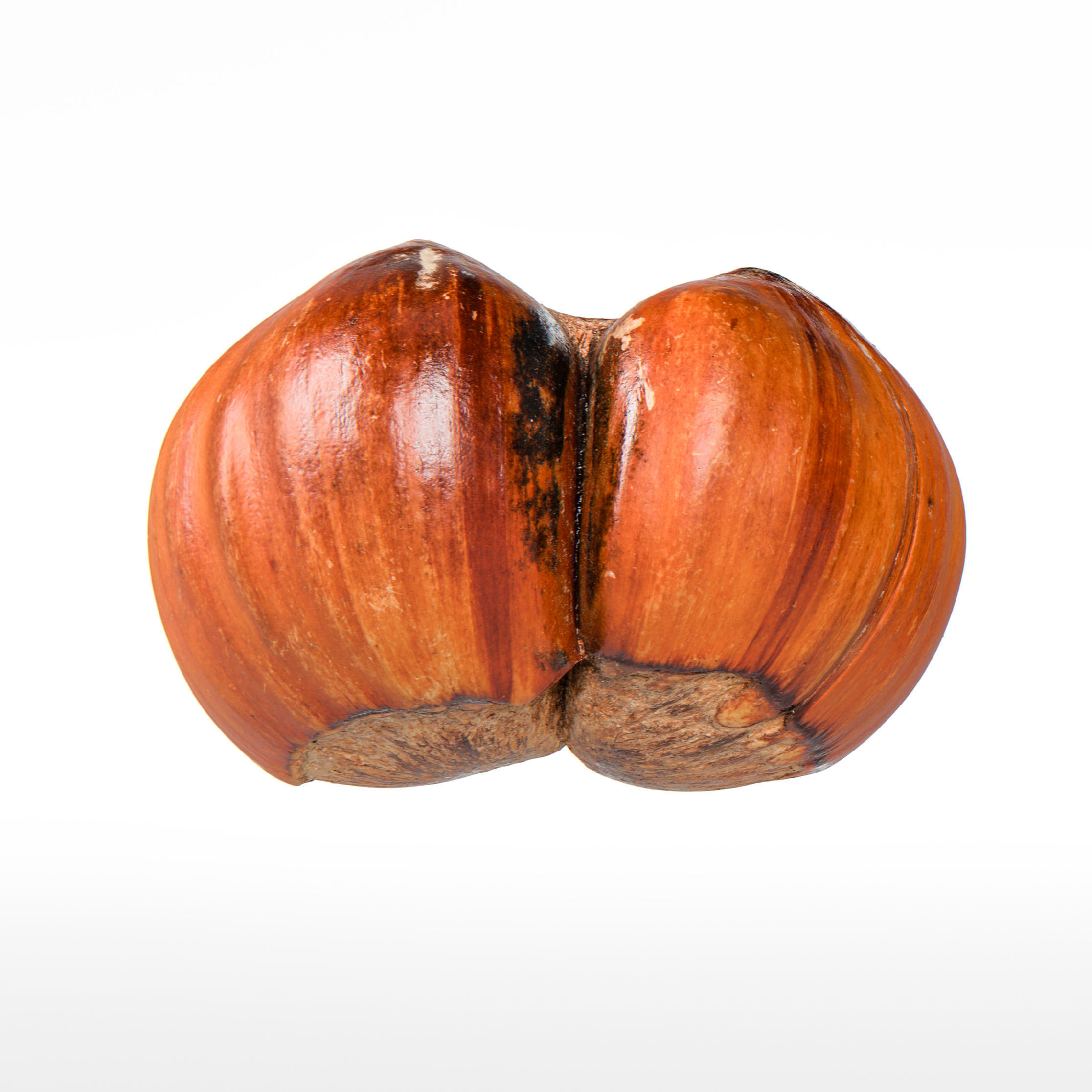 Hazelnut 3D model_5