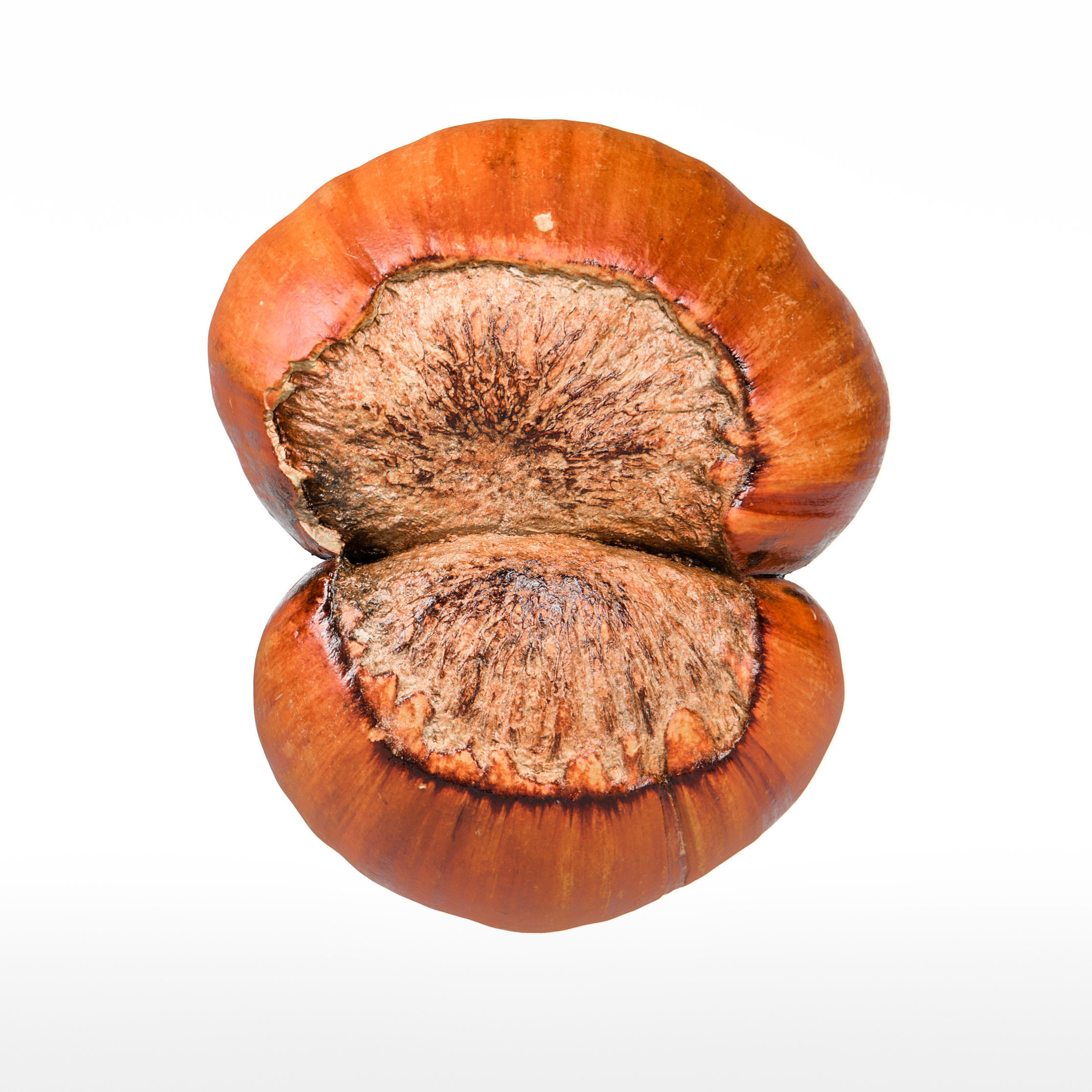 Hazelnut 3D model_7