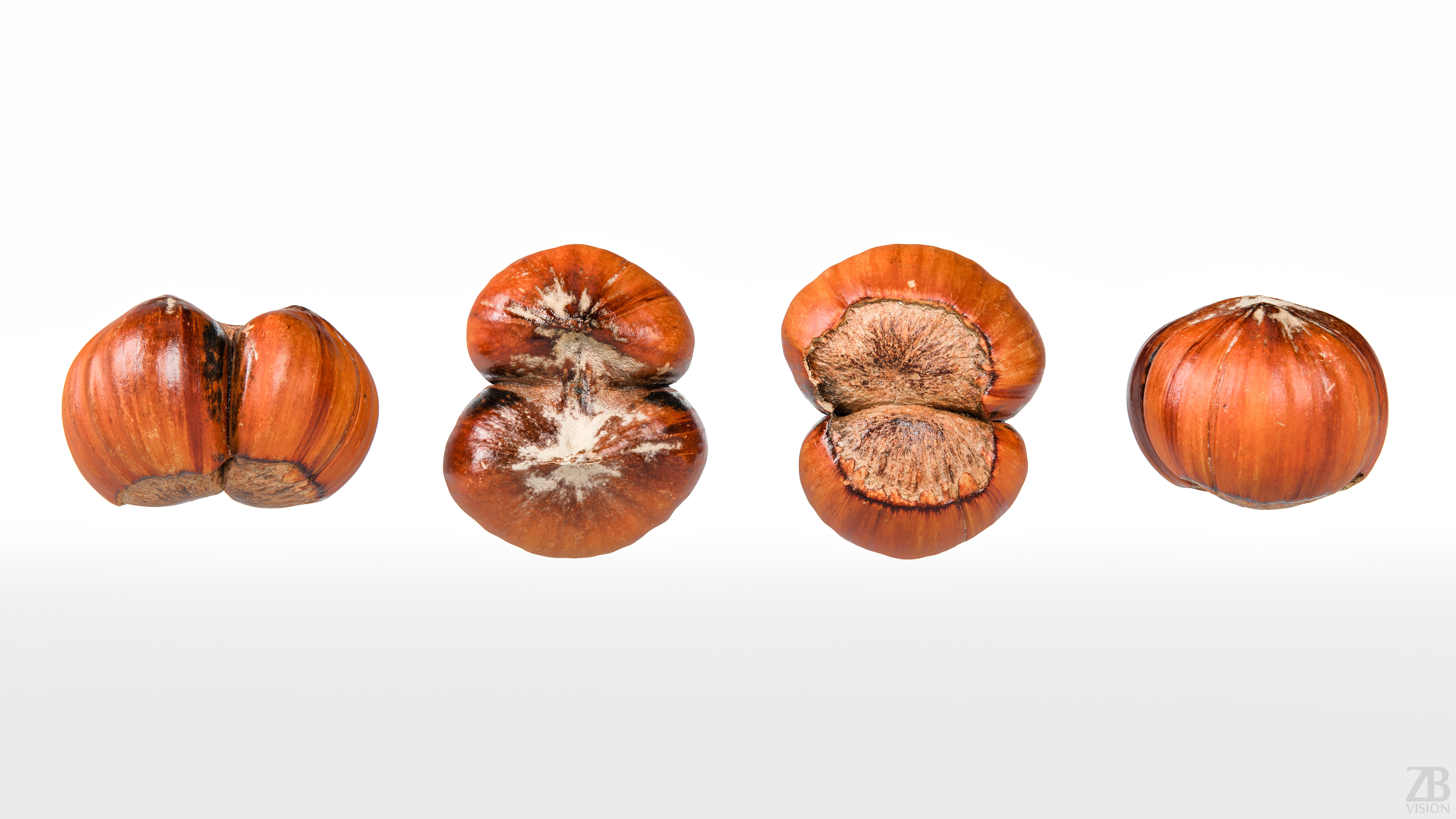Hazelnut 3D model_4