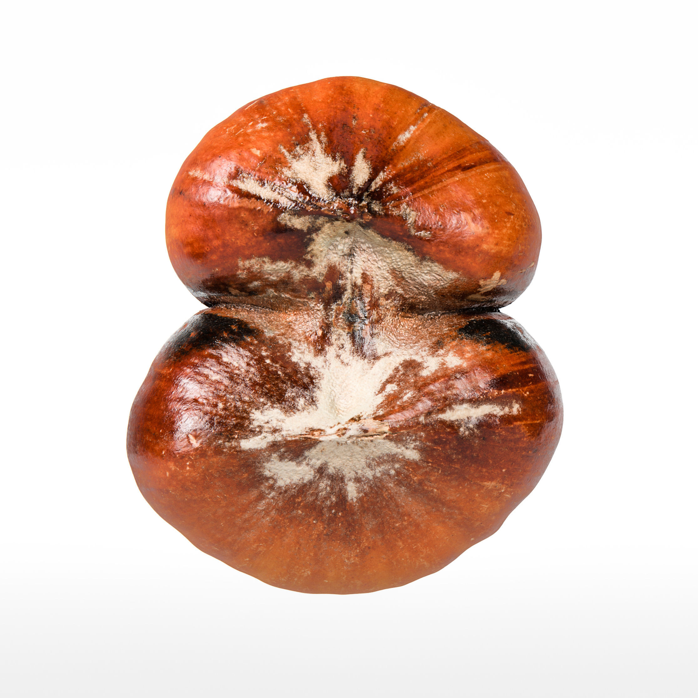 Hazelnut 3D model_6
