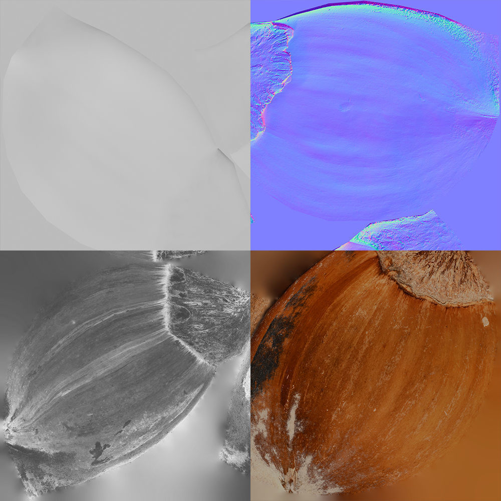 Hazelnut 3D model_12
