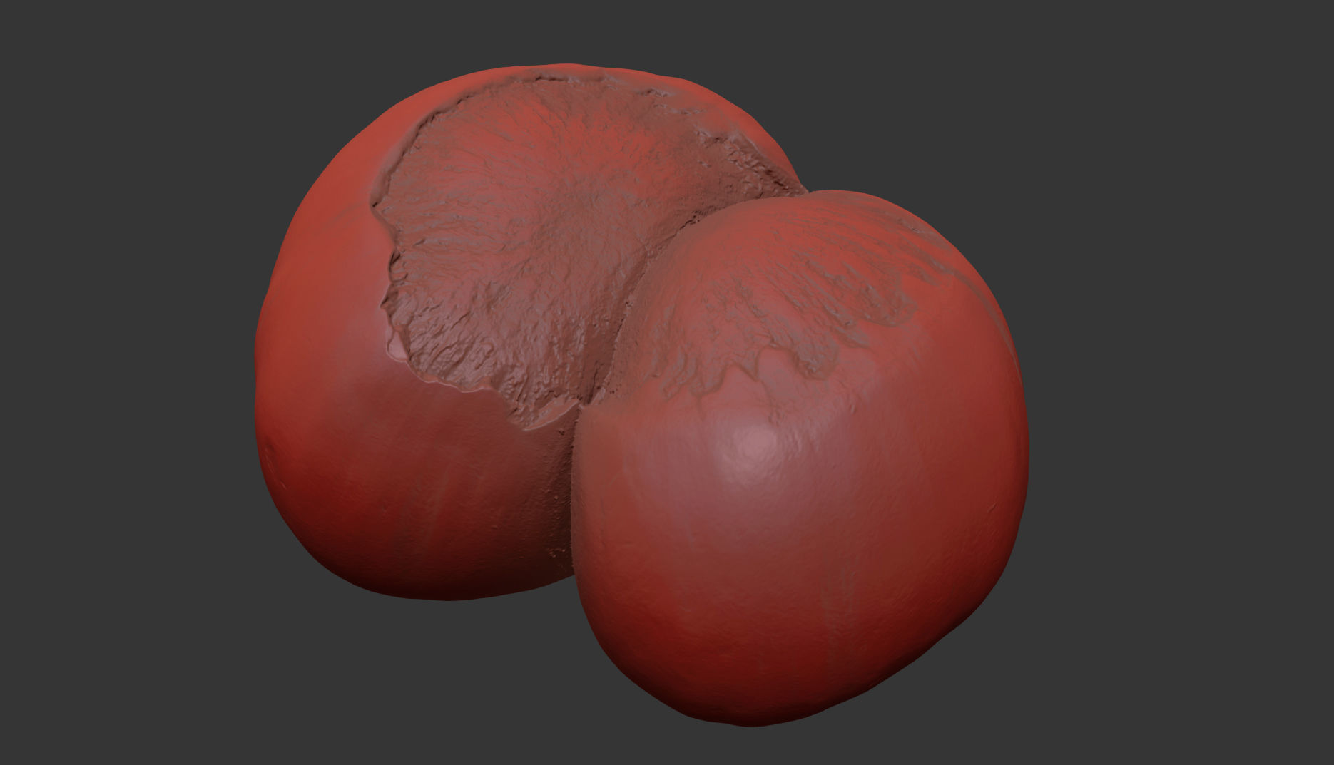 Hazelnut 3D model_11