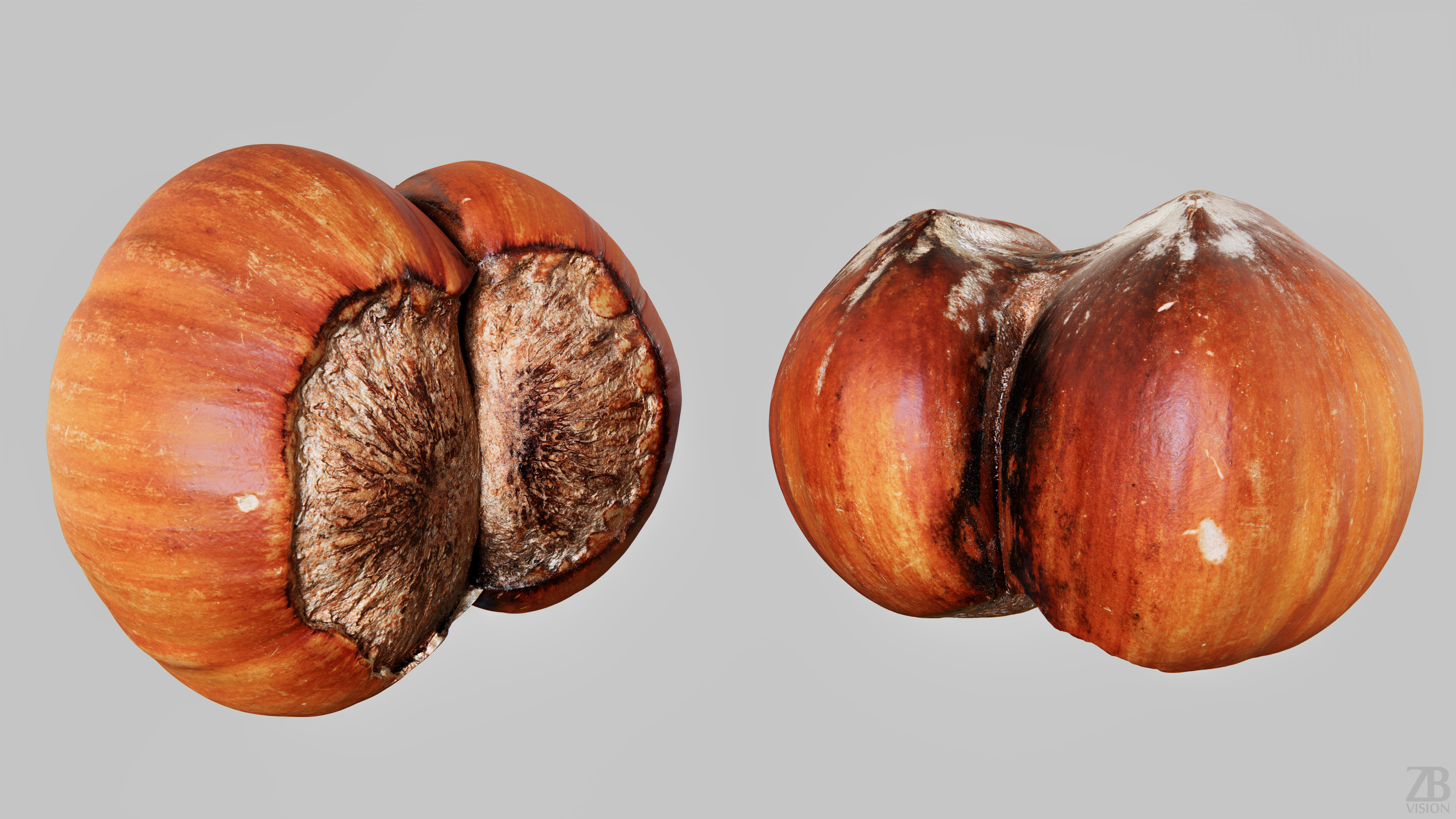 Hazelnut 3D model_13