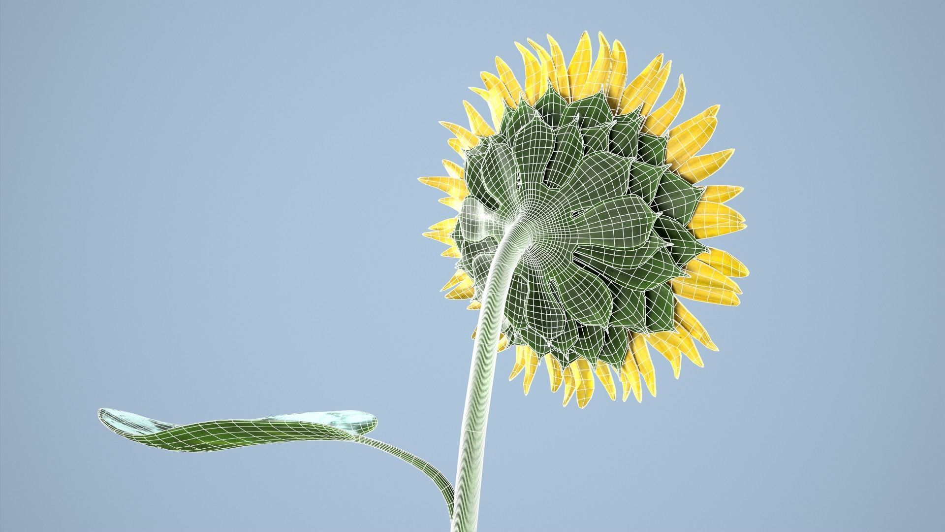 Sunflower 3D model_14