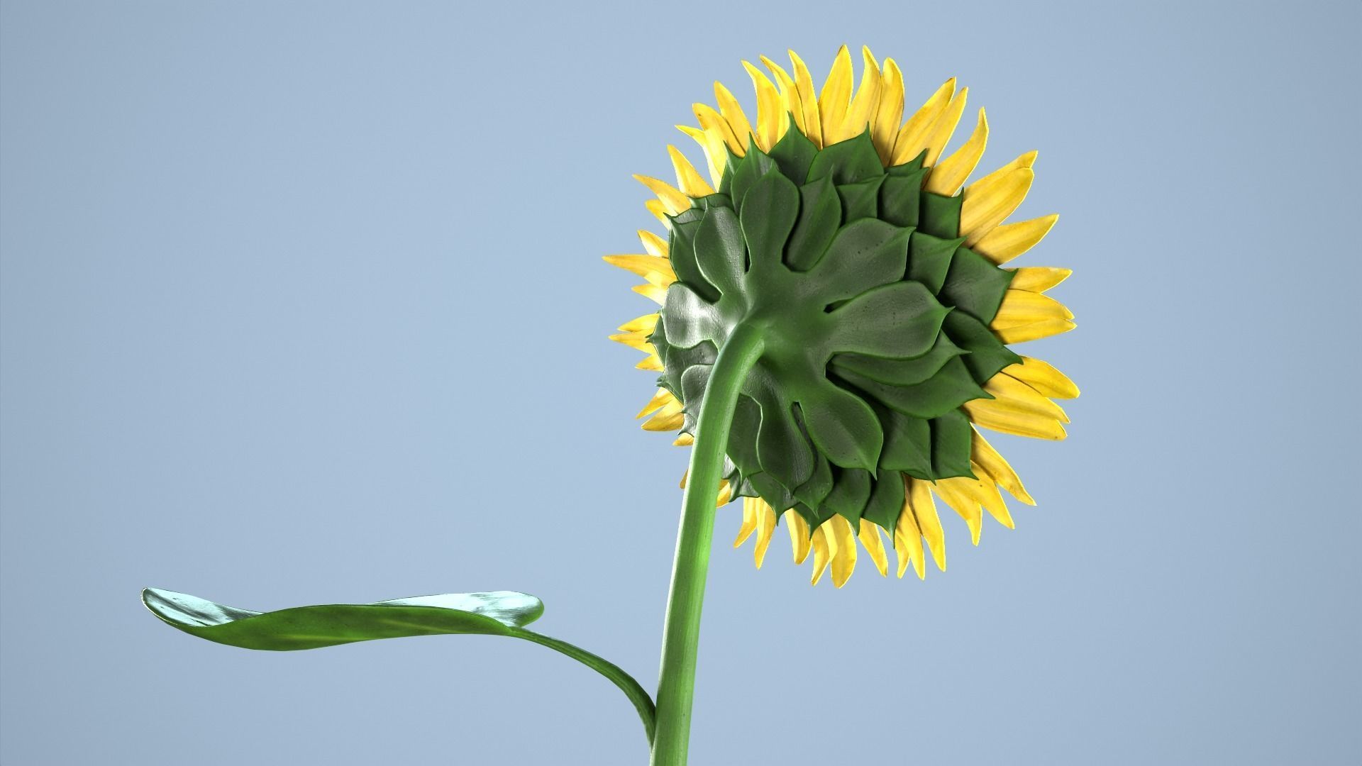 Sunflower 3D model_3